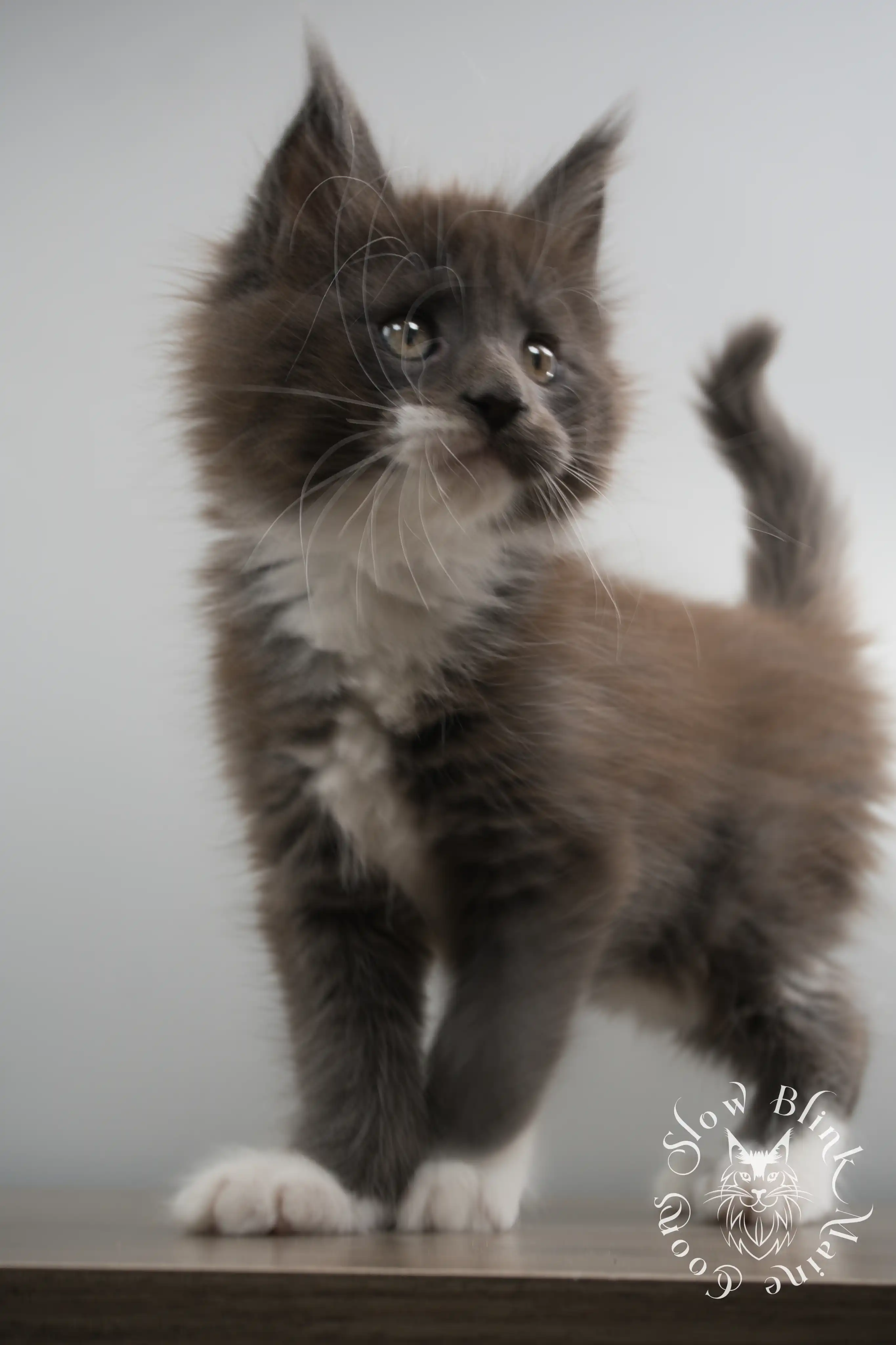 Bicolor Maine Coon Kittens > bicolor maine coon kitten | slowblinkmainecoons | ems code ns as 03 09 | taken june 2024 | 02 | 160