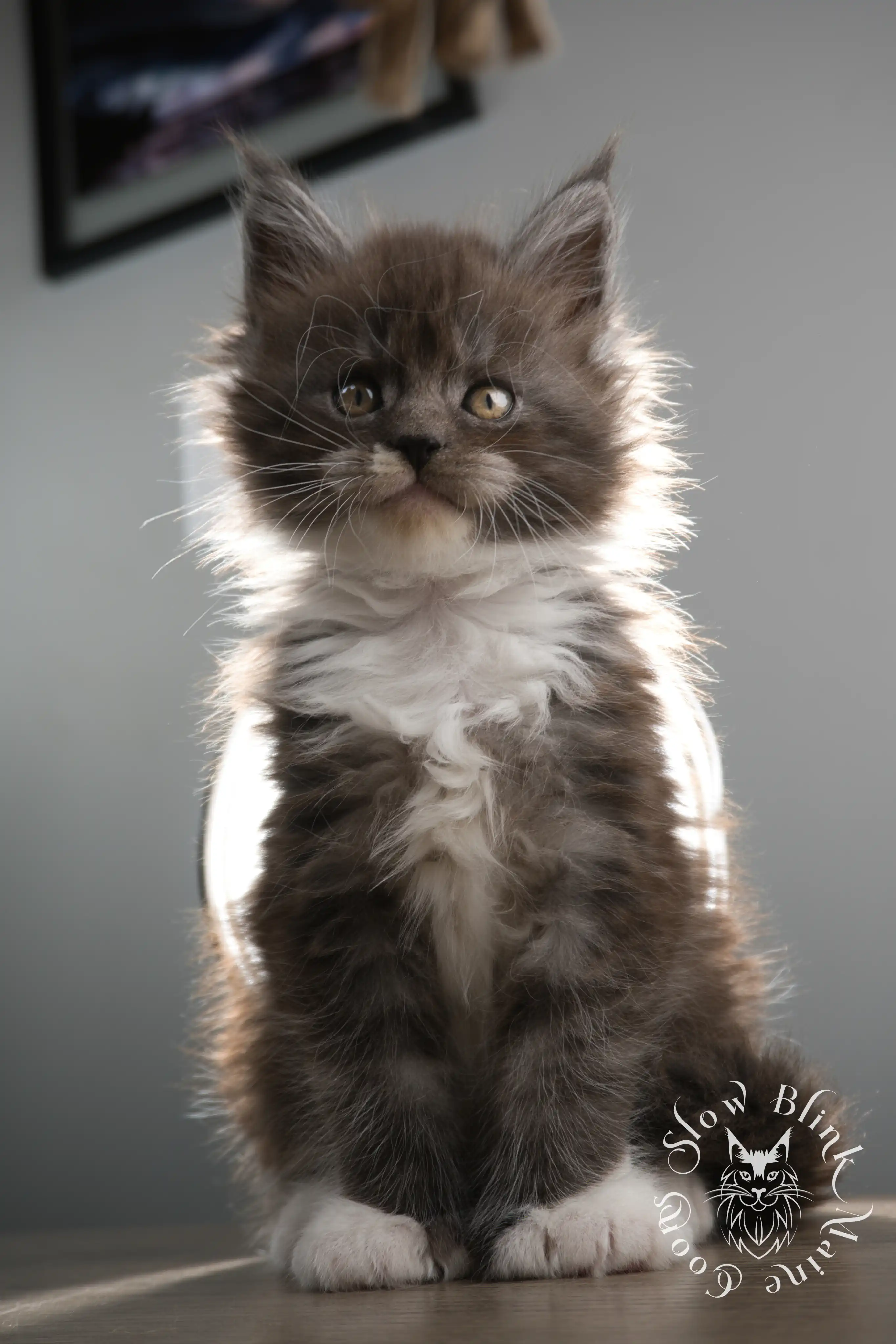 Bicolor Maine Coon Kittens > bicolor maine coon kitten | slowblinkmainecoons | ems code ns as 03 09 | taken june 2024 | 02 | 163