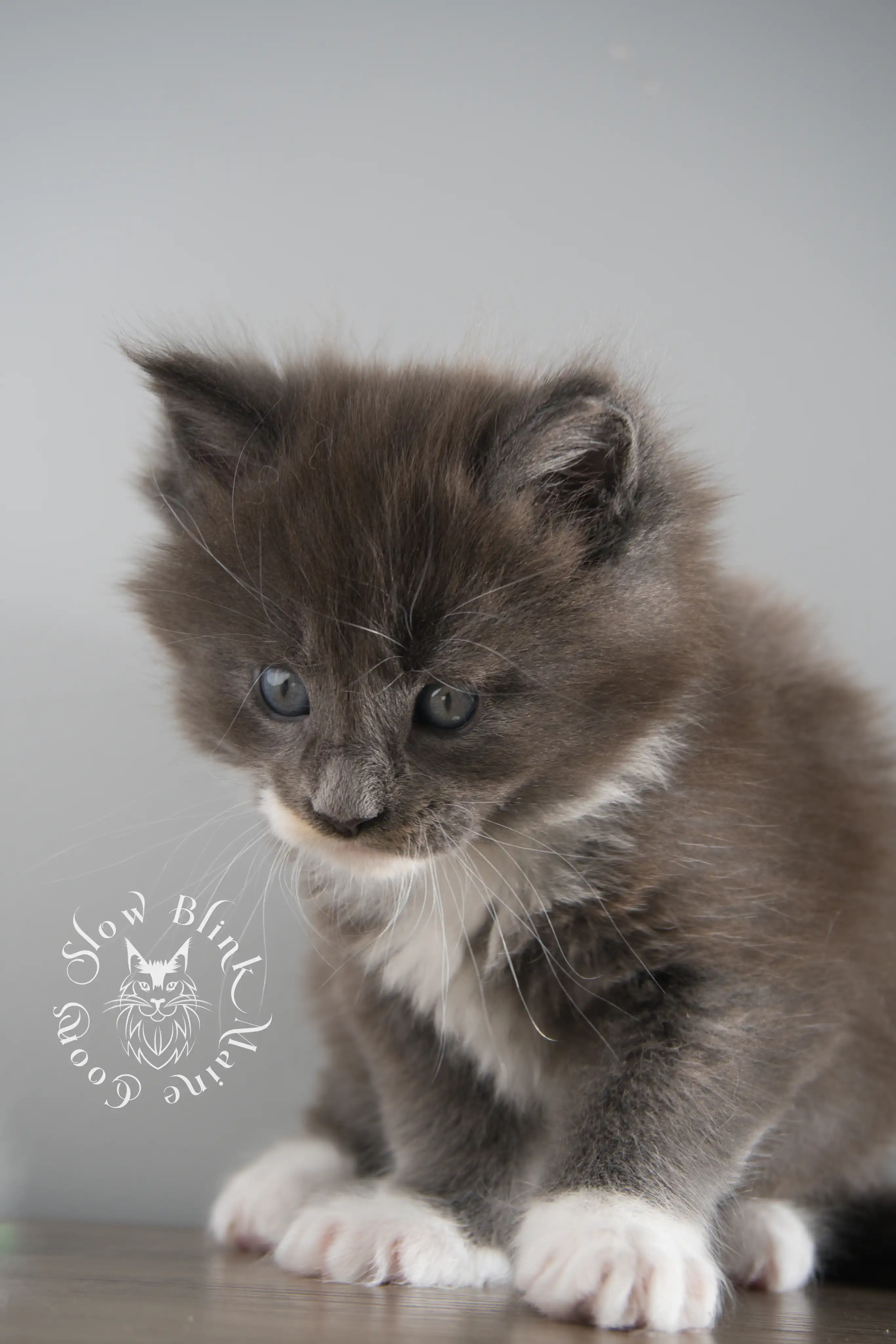 Bicolor Maine Coon Kittens > bicolor maine coon kitten | slowblinkmainecoons | ems code ns as 03 09 | taken june 2024 | 02 | 164
