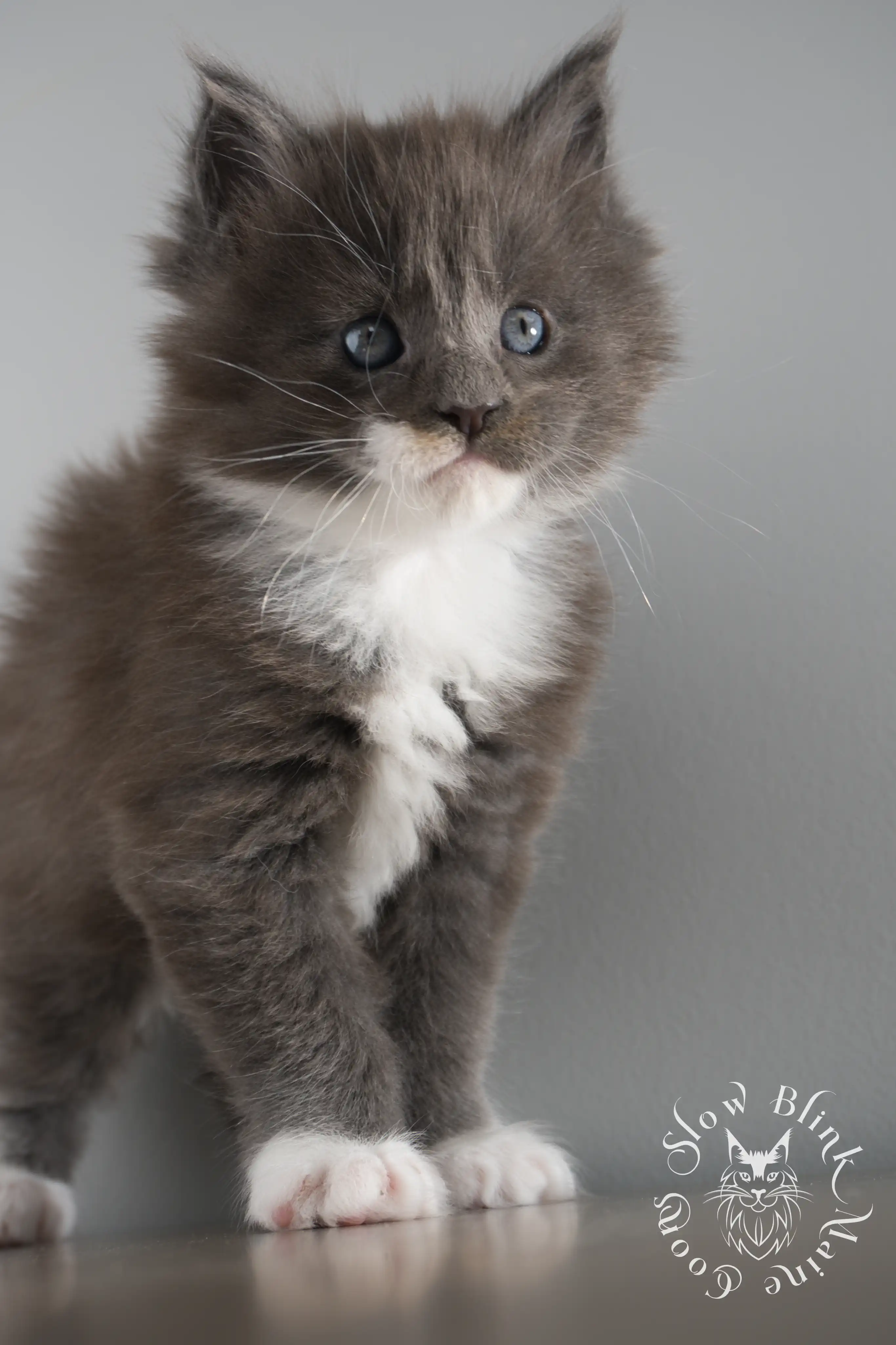 Bicolor Maine Coon Kittens > bicolor maine coon kitten | slowblinkmainecoons | ems code ns as 03 09 | taken june 2024 | 02 | 165
