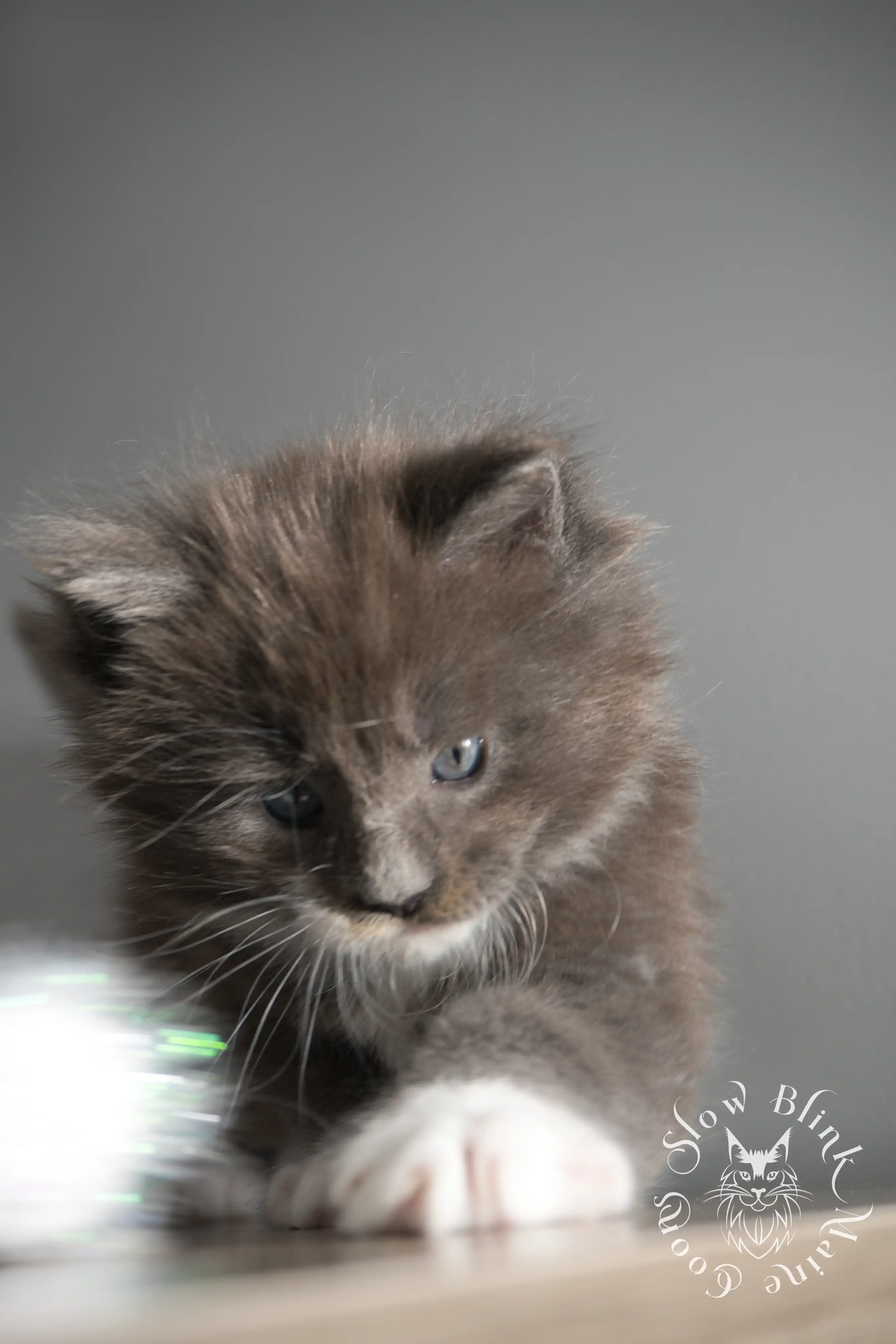 Bicolor Maine Coon Kittens > bicolor maine coon kitten | slowblinkmainecoons | ems code ns as 03 09 | taken june 2024 | 02 | 166