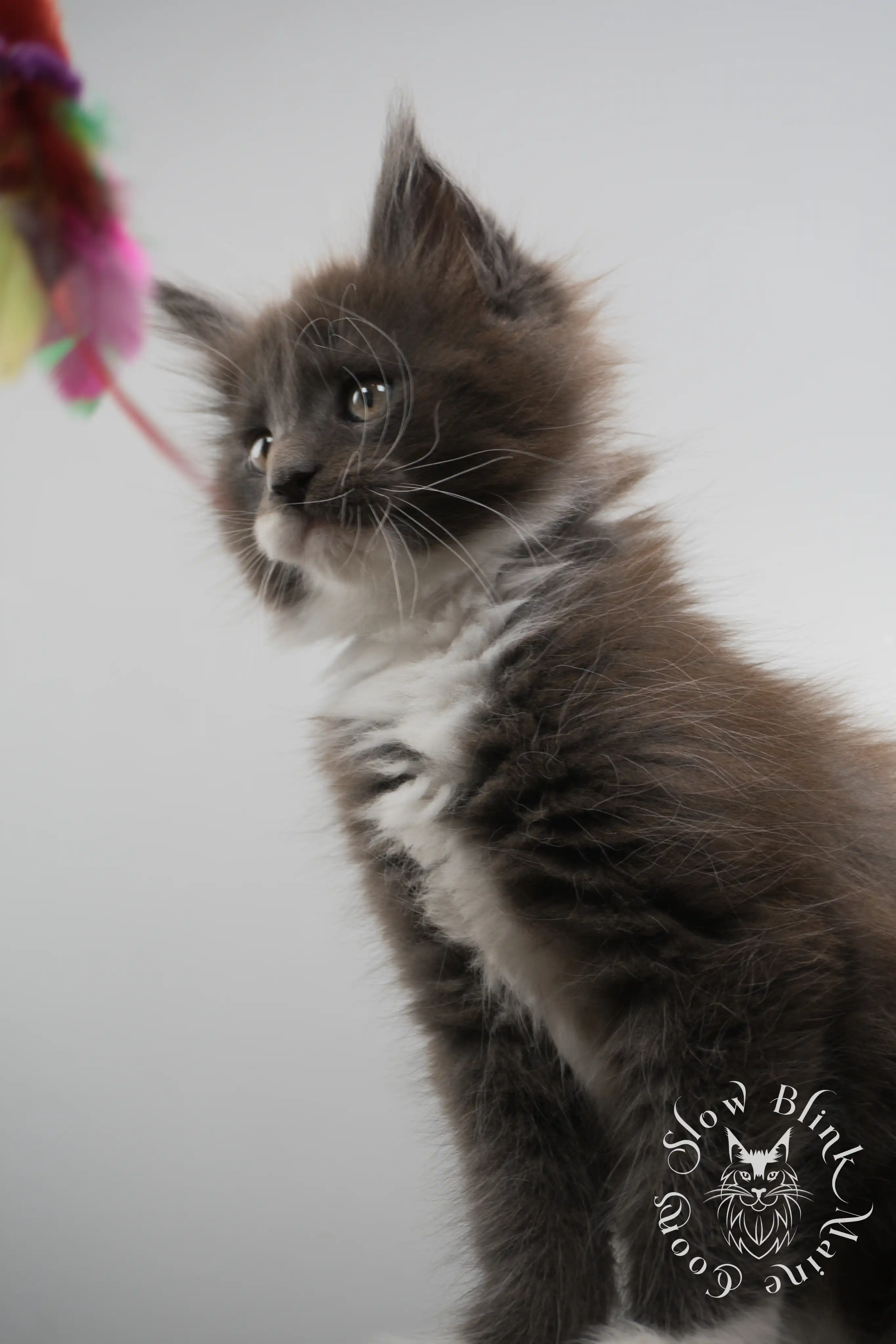 Bicolor Maine Coon Kittens > bicolor maine coon kitten | slowblinkmainecoons | ems code ns as 03 09 | taken june 2024 | 02 | 167