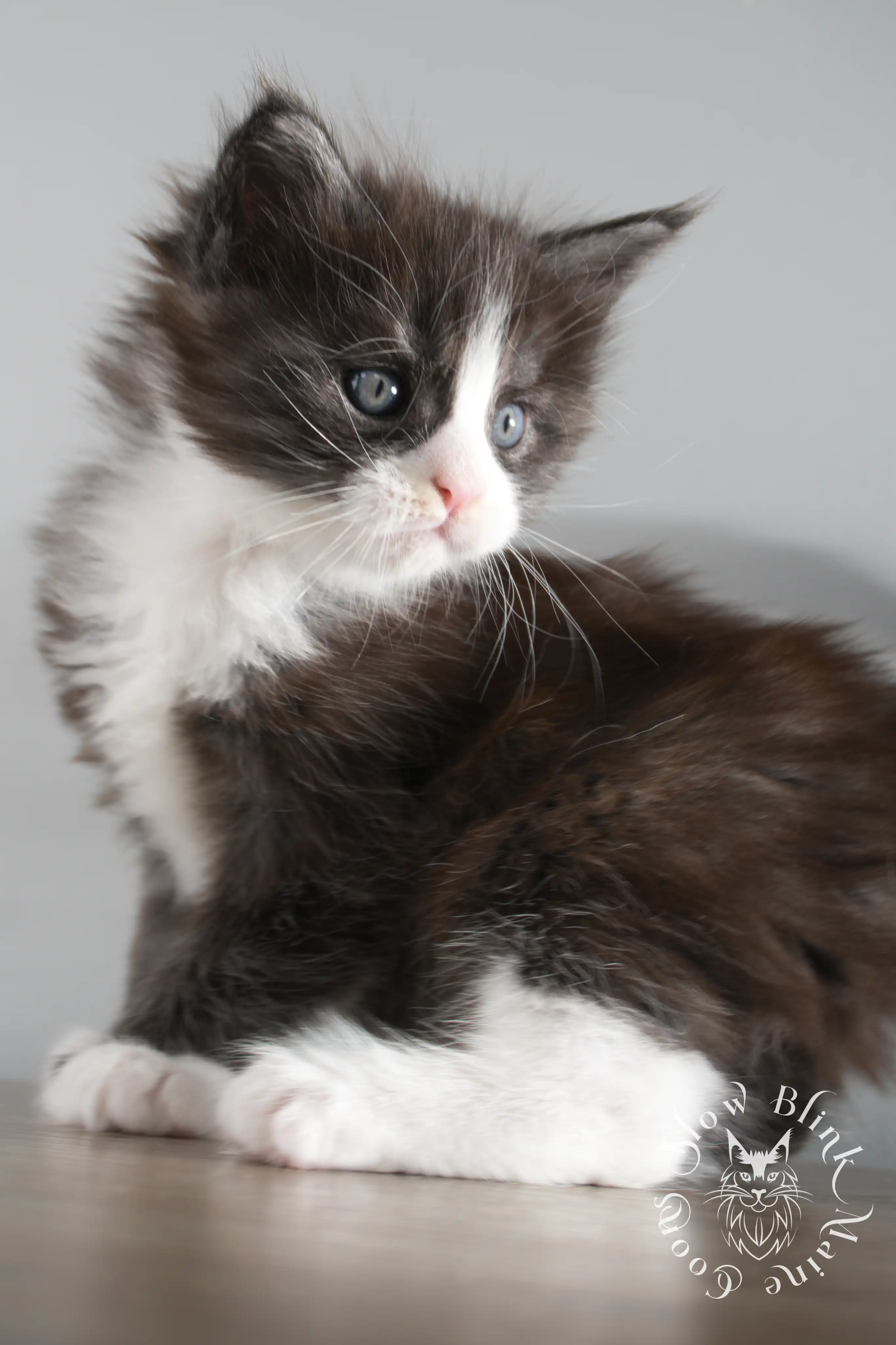 Bicolor Maine Coon Kittens > bicolor maine coon kitten | slowblinkmainecoons | ems code ns as 03 09 | taken june 2024 | 02 | 168