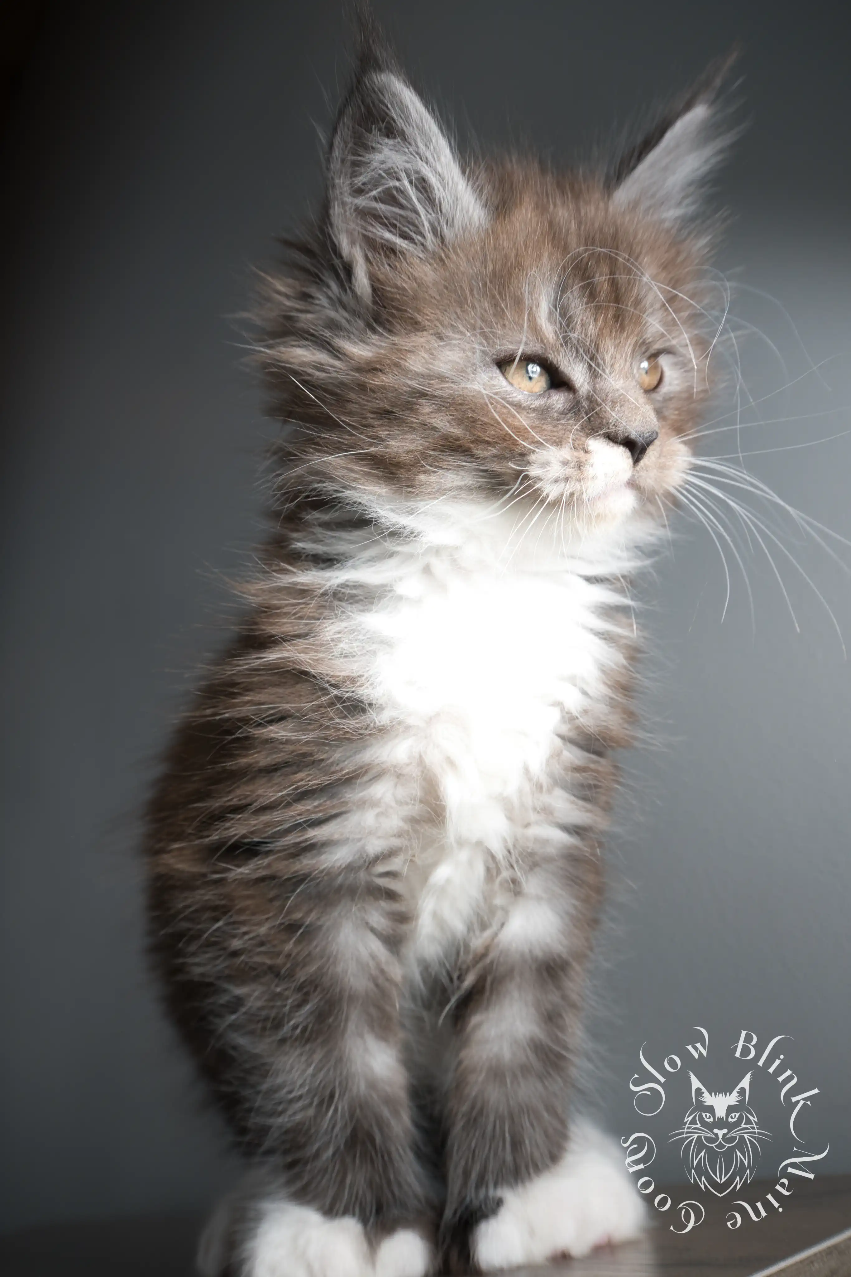 Bicolor Maine Coon Kittens > bicolor maine coon kitten | slowblinkmainecoons | ems code ns as 03 09 | taken june 2024 | 02 | 171
