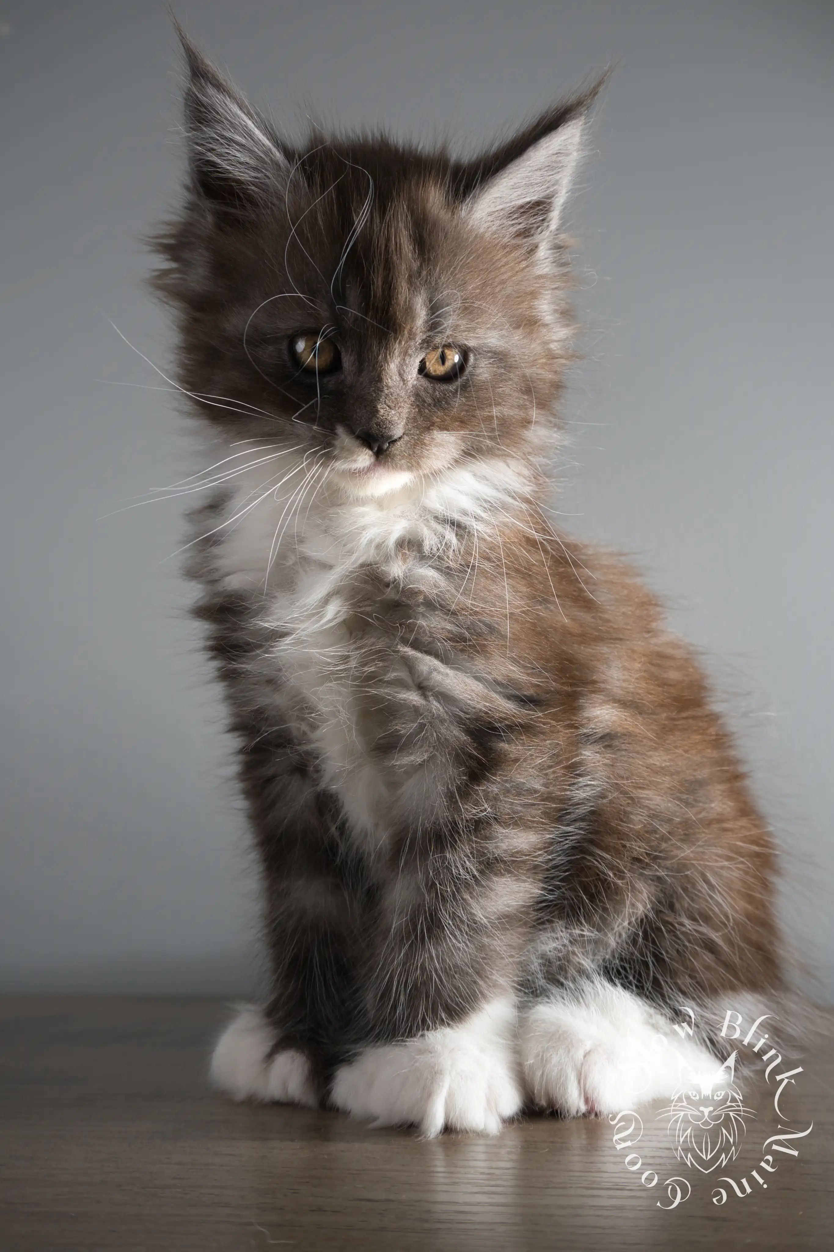Bicolor Maine Coon Kittens > bicolor maine coon kitten | slowblinkmainecoons | ems code ns as 03 09 | taken june 2024 | 02 | 172