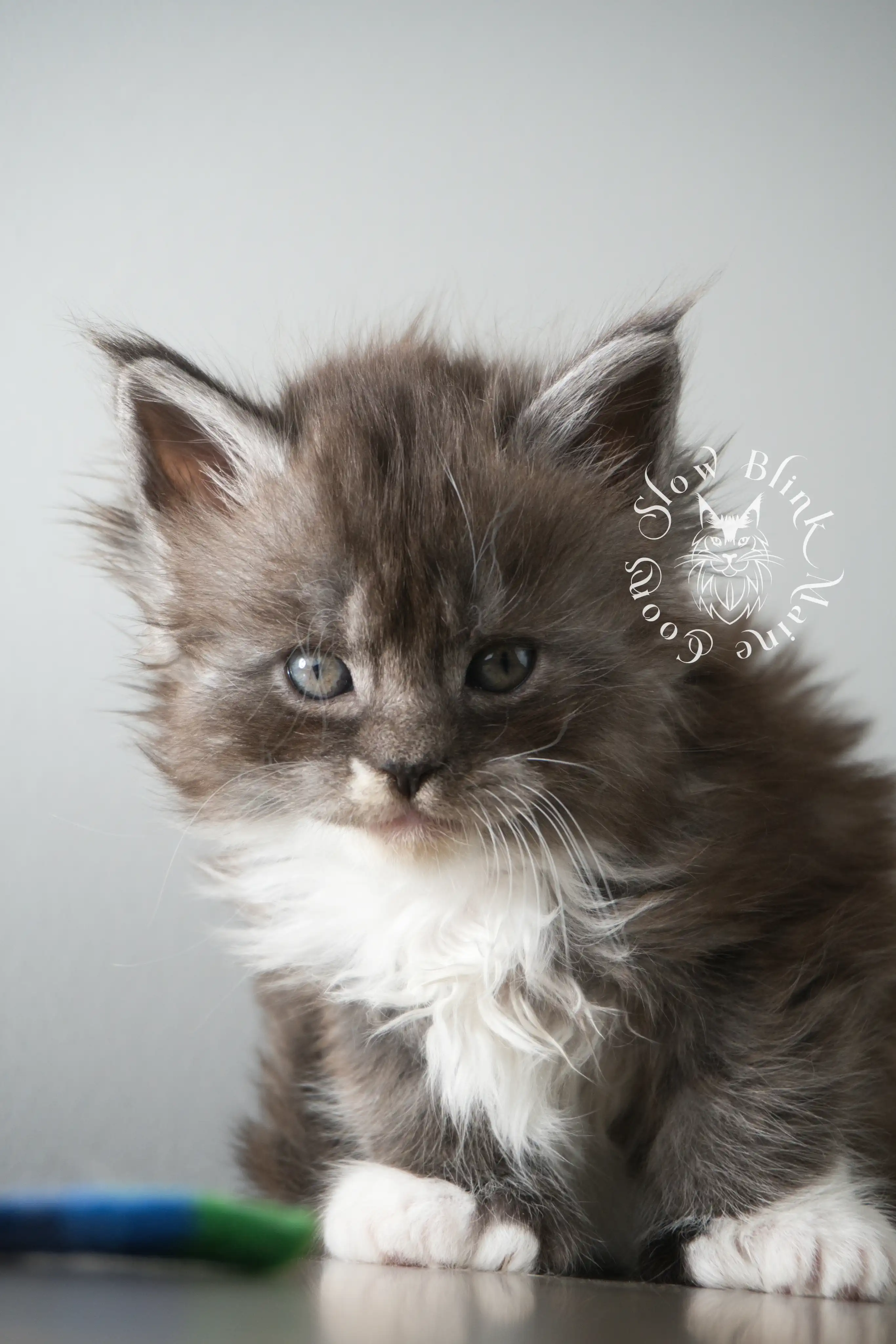 Bicolor Maine Coon Kittens > bicolor maine coon kitten | slowblinkmainecoons | ems code ns as 03 09 | taken june 2024 | 02 | 902 | 121