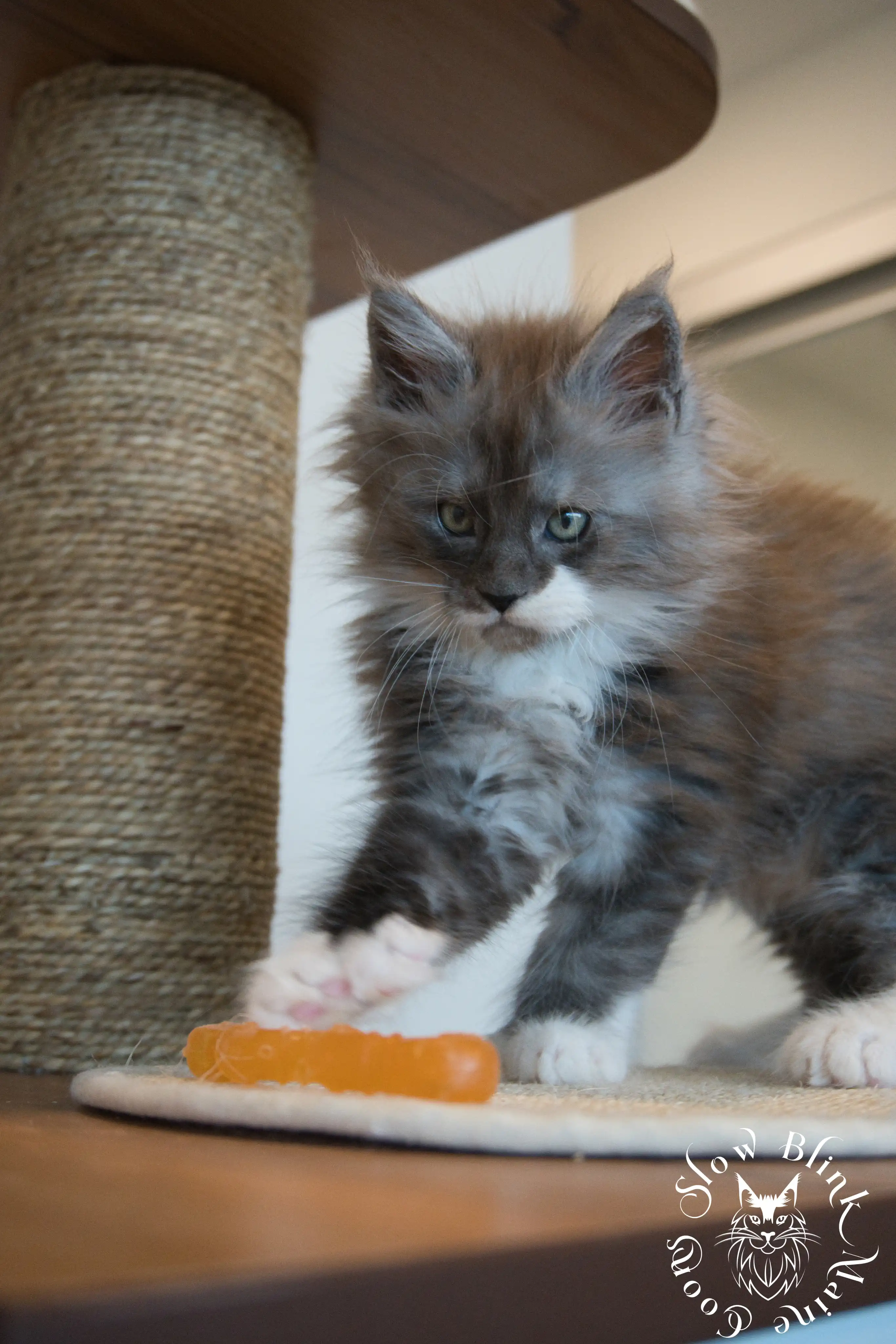 Bicolor Maine Coon Kittens > bicolor maine coon kitten | slowblinkmainecoons | ems code ns as 03 09 | taken june 2024 | 100