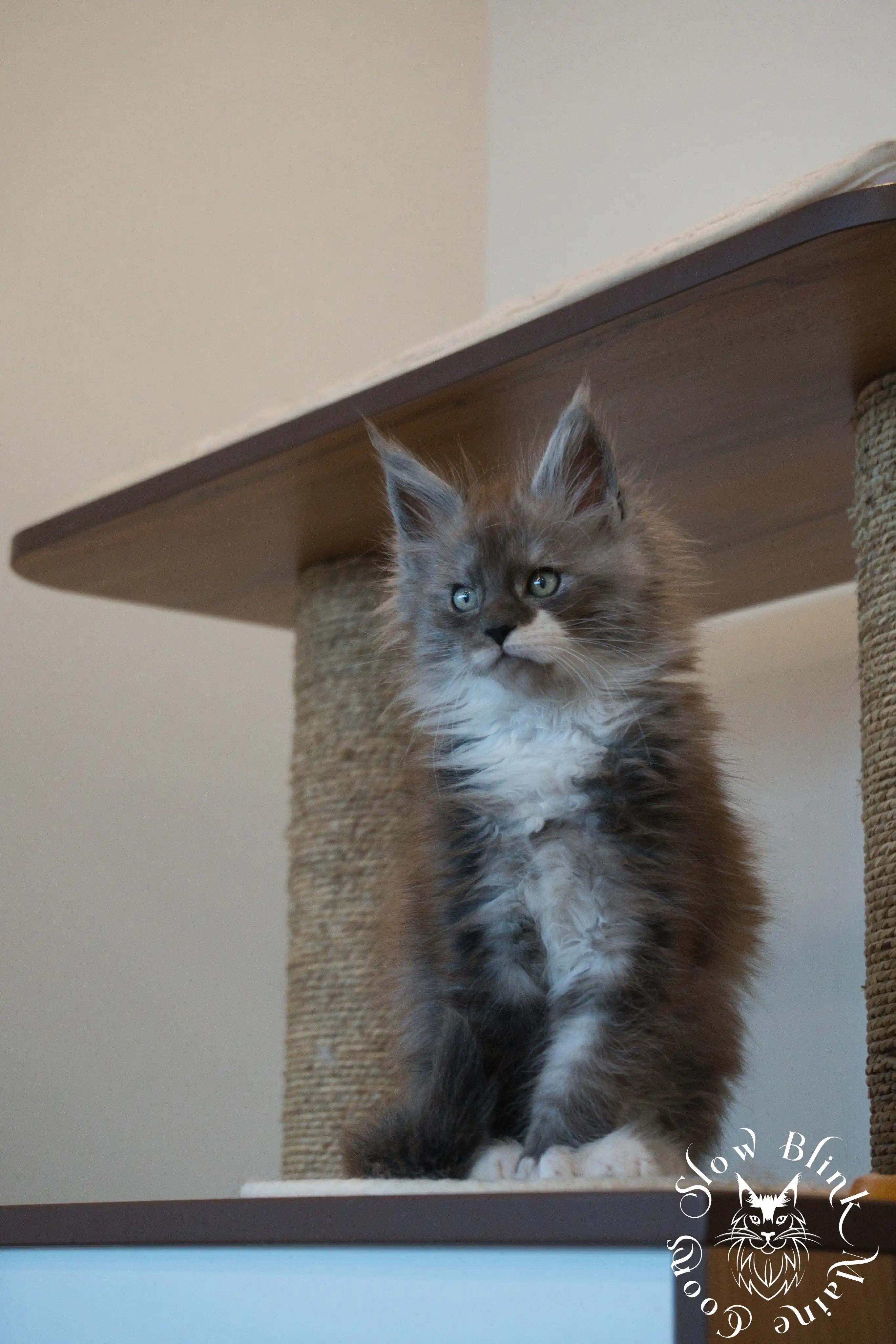 Bicolor Maine Coon Kittens > bicolor maine coon kitten | slowblinkmainecoons | ems code ns as 03 09 | taken june 2024 | 102