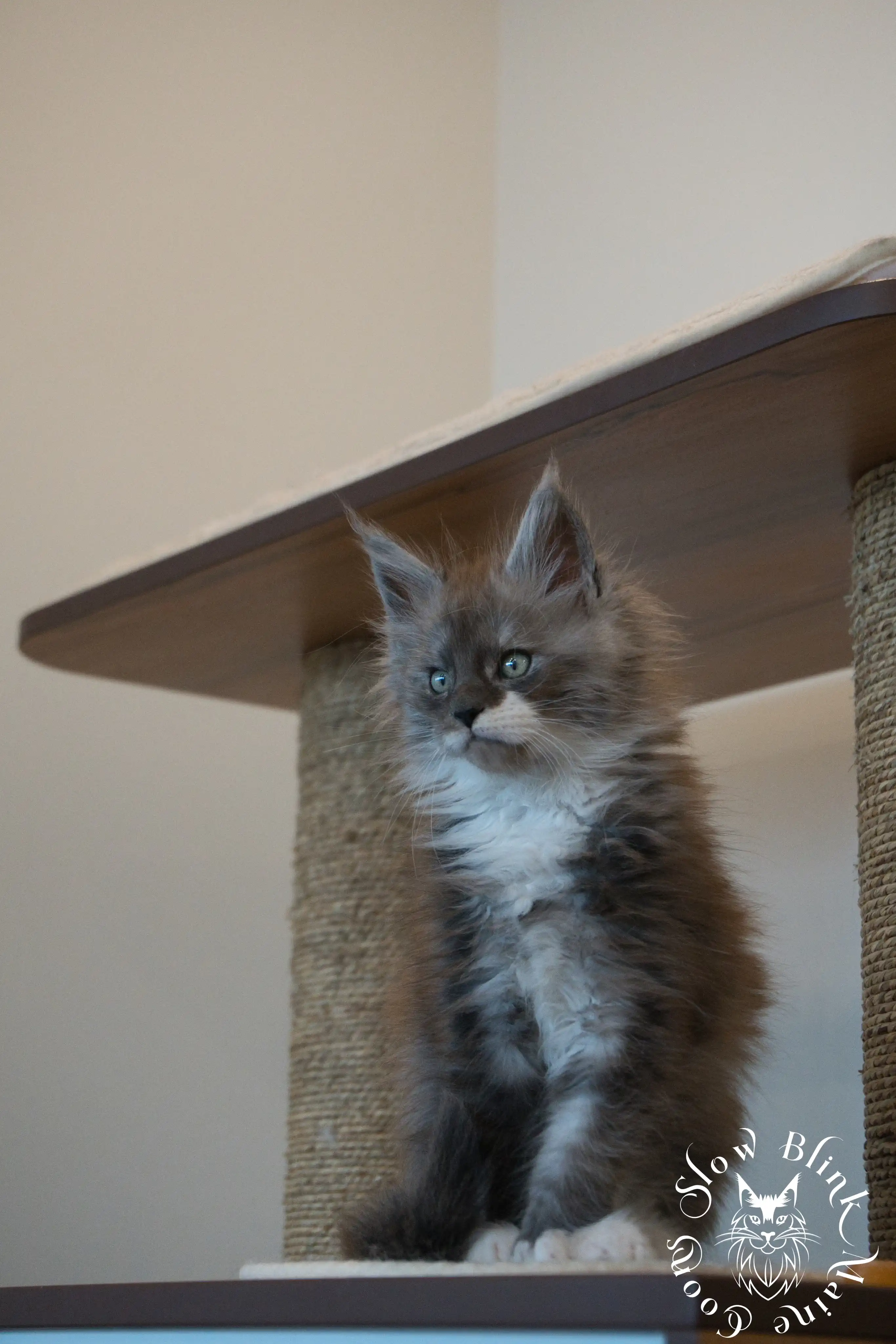Bicolor Maine Coon Kittens > bicolor maine coon kitten | slowblinkmainecoons | ems code ns as 03 09 | taken june 2024 | 103