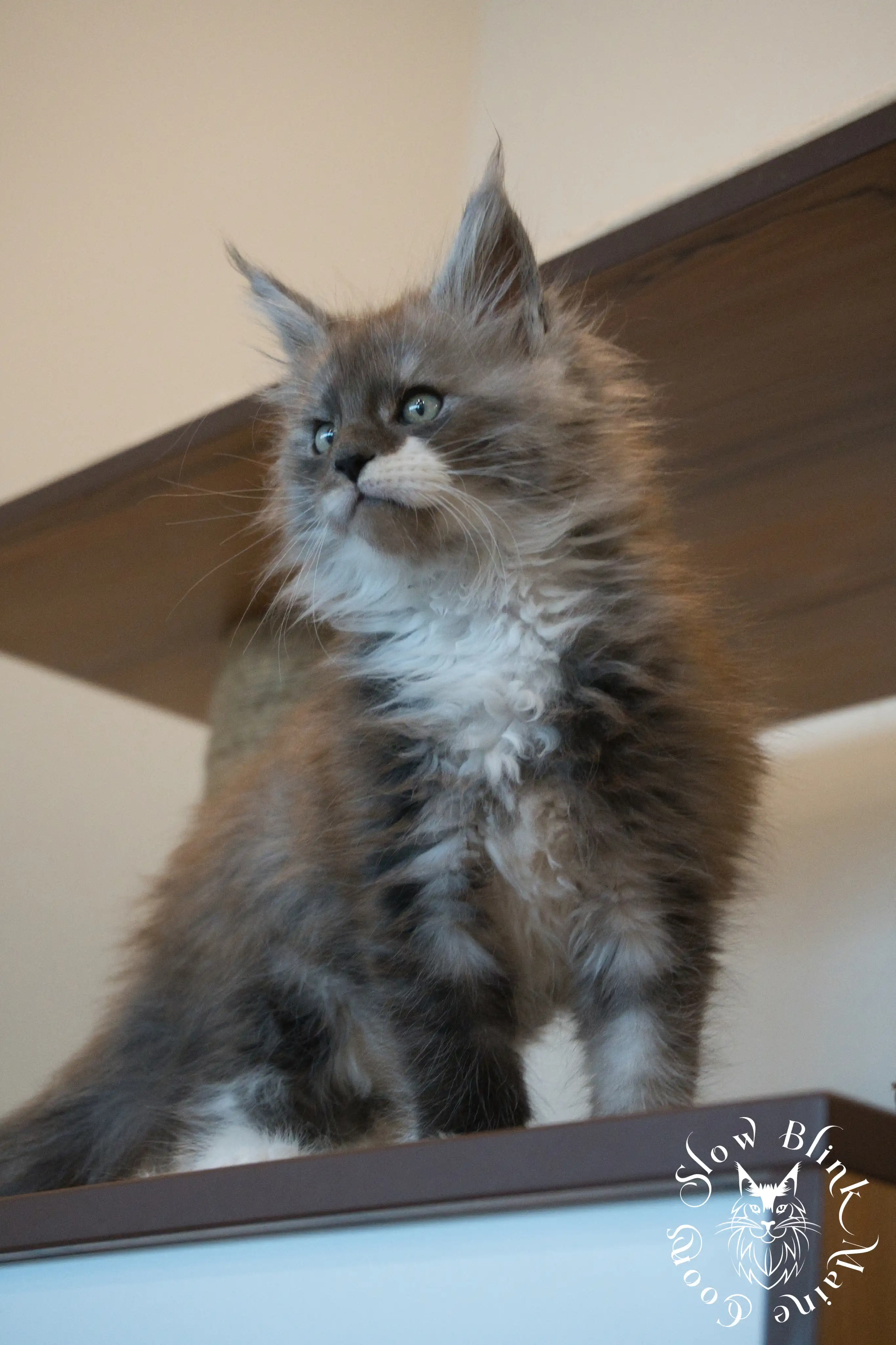 Bicolor Maine Coon Kittens > bicolor maine coon kitten | slowblinkmainecoons | ems code ns as 03 09 | taken june 2024 | 94