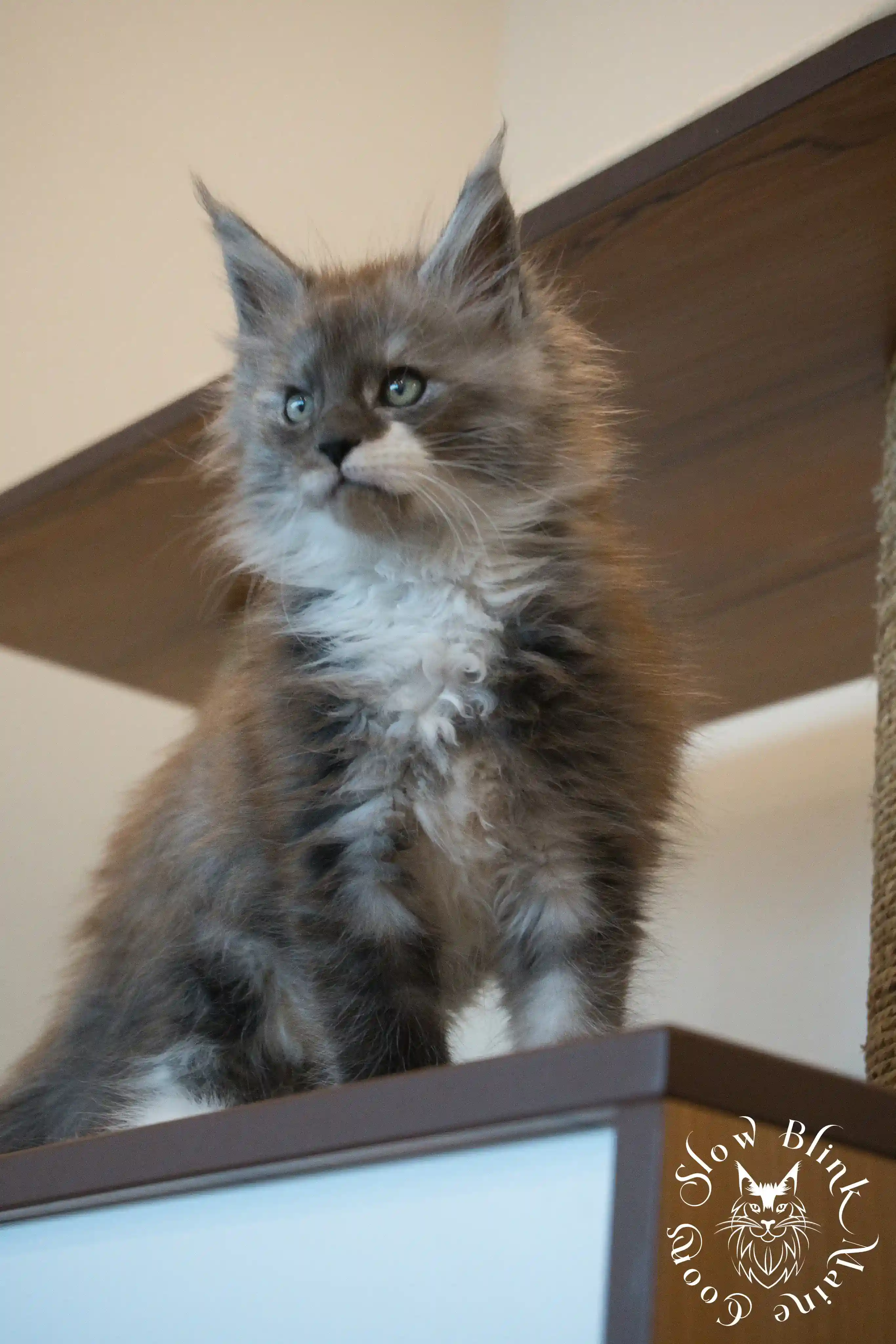 Bicolor Maine Coon Kittens > bicolor maine coon kitten | slowblinkmainecoons | ems code ns as 03 09 | taken june 2024 | 95