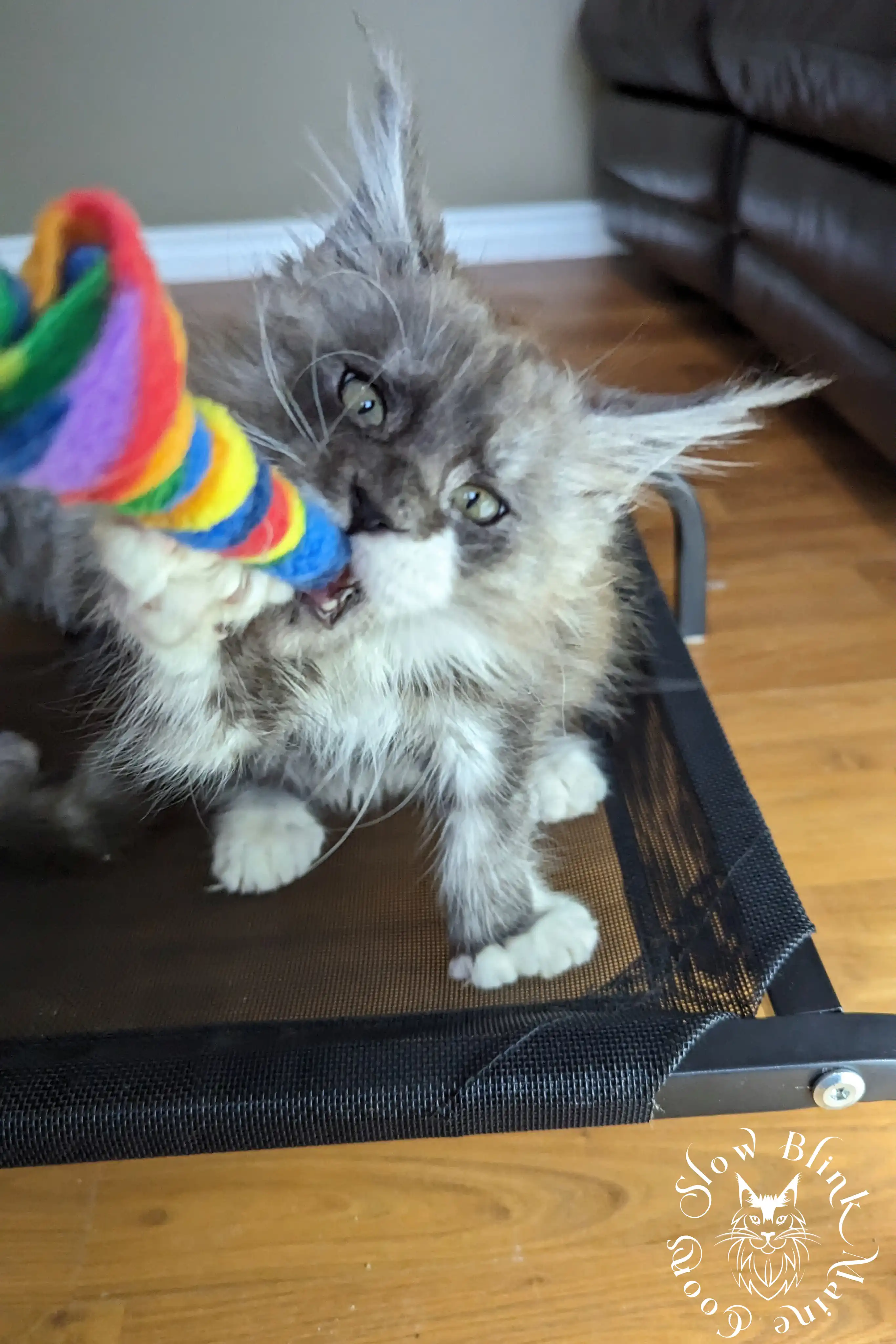 Bicolor Maine Coon Kittens > bicolor maine coon kitten | slowblinkmainecoons | ems code ns as 03 09 | taken june 2024 | 966