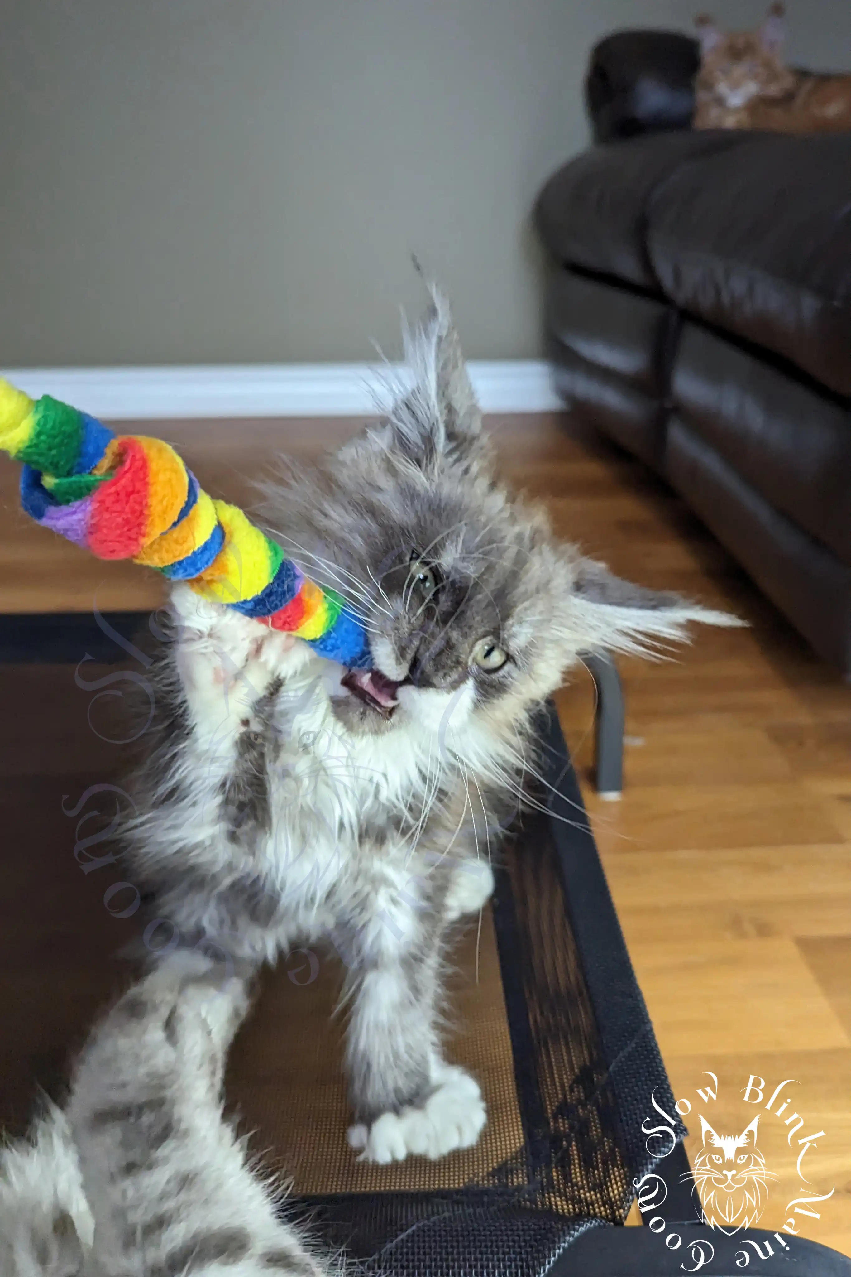Bicolor Maine Coon Kittens > bicolor maine coon kitten | slowblinkmainecoons | ems code ns as 03 09 | taken june 2024 | 967