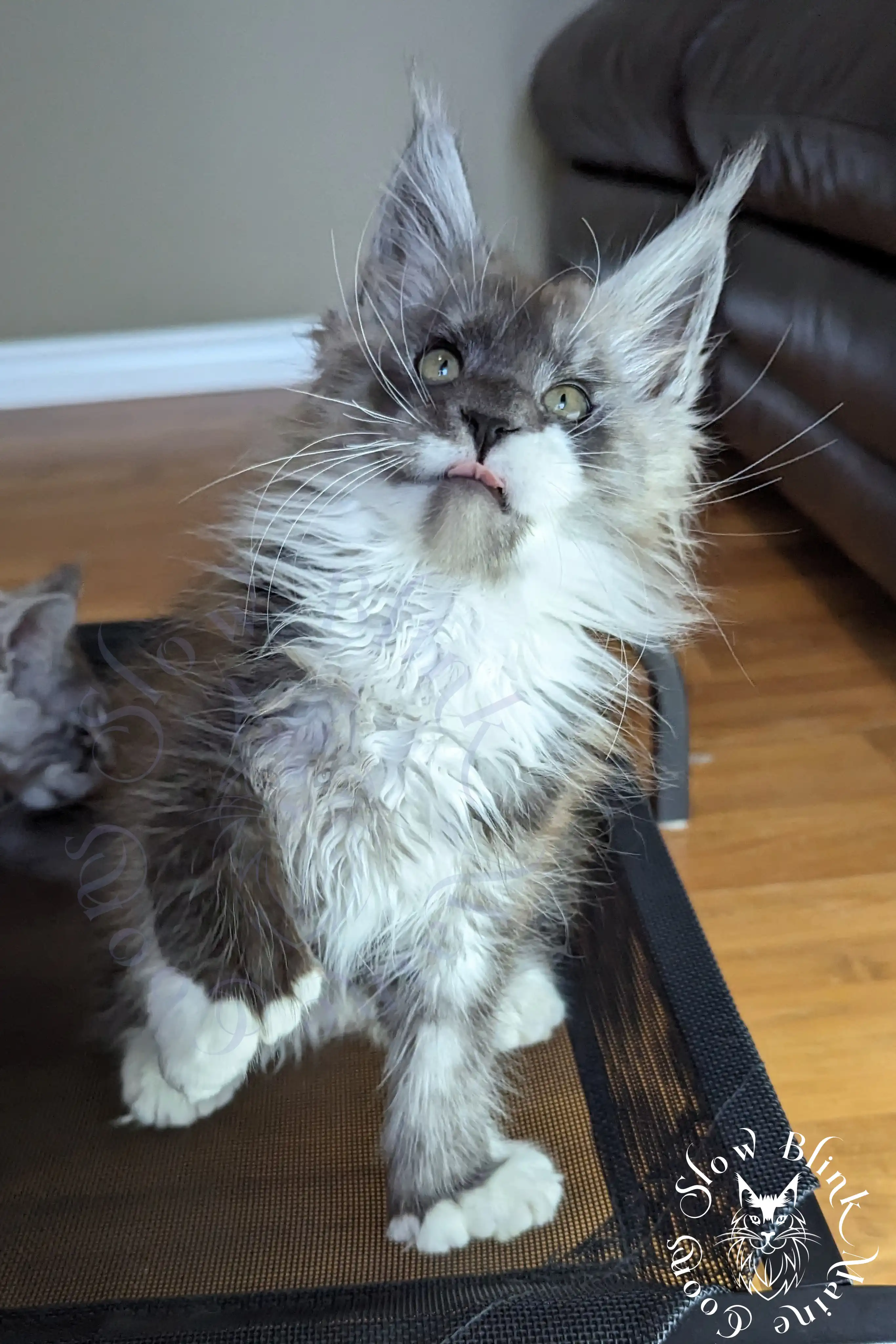 Bicolor Maine Coon Kittens > bicolor maine coon kitten | slowblinkmainecoons | ems code ns as 03 09 | taken june 2024 | 968