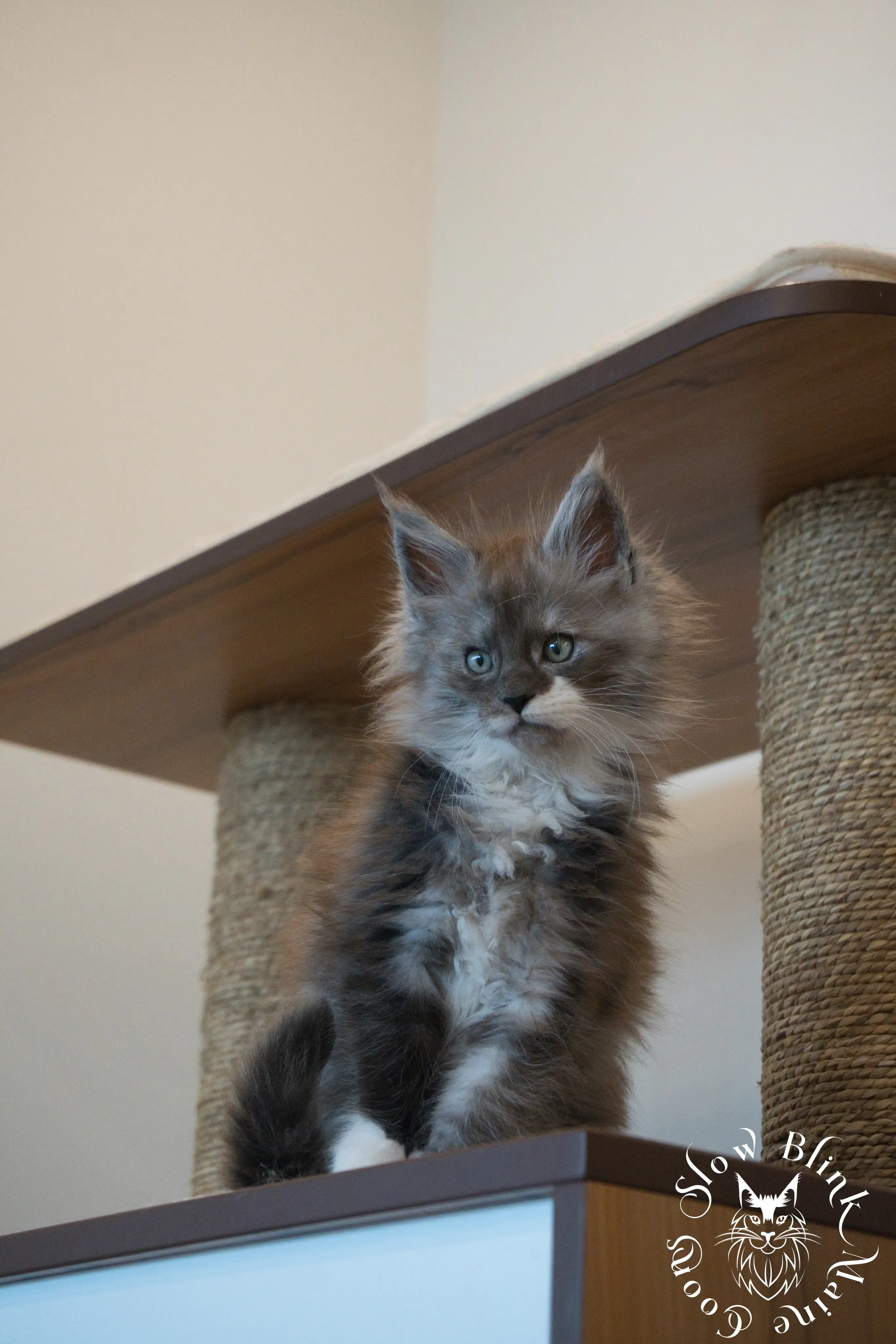 Bicolor Maine Coon Kittens > bicolor maine coon kitten | slowblinkmainecoons | ems code ns as 03 09 | taken june 2024 | 96