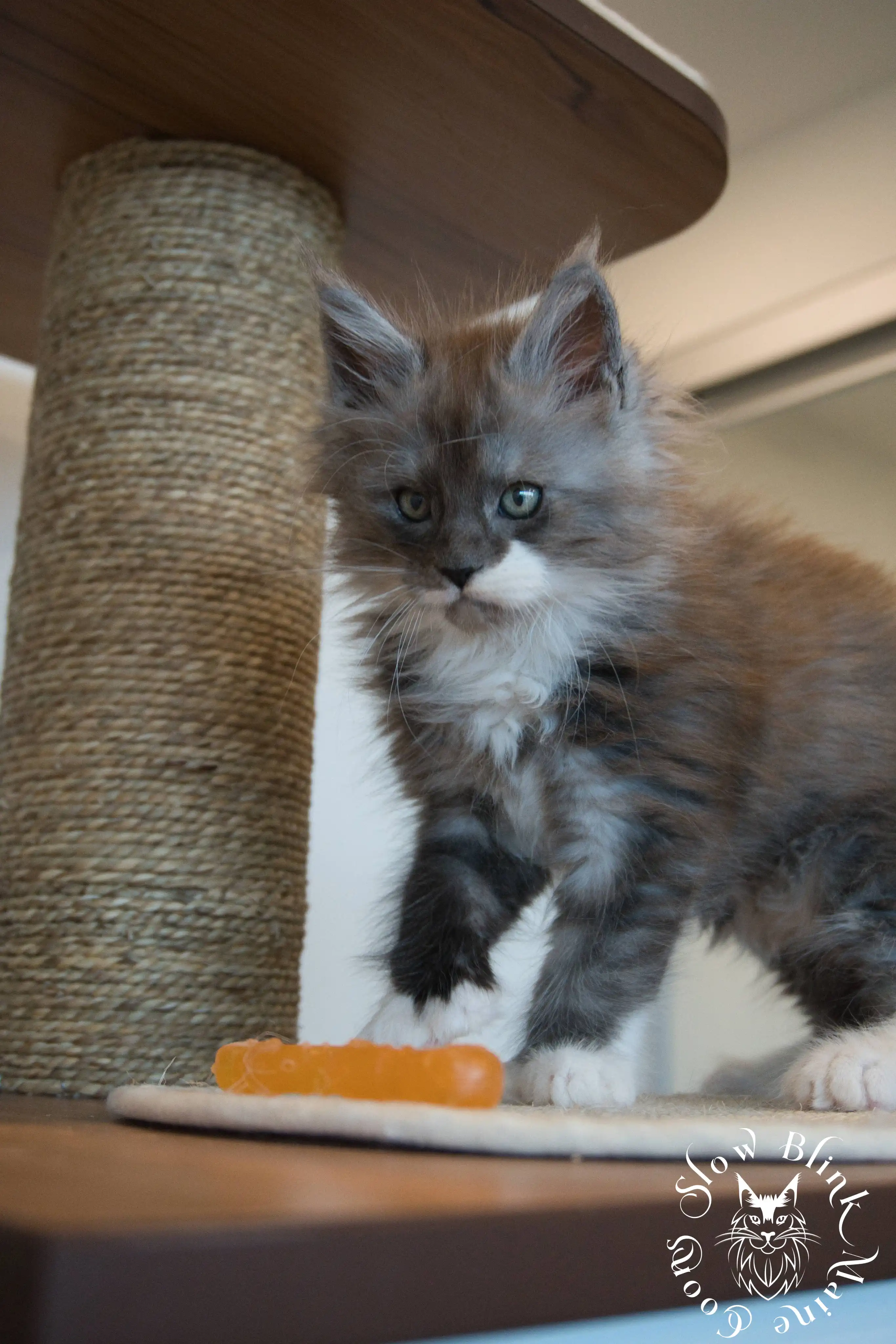 Bicolor Maine Coon Kittens > bicolor maine coon kitten | slowblinkmainecoons | ems code ns as 03 09 | taken june 2024 | 975