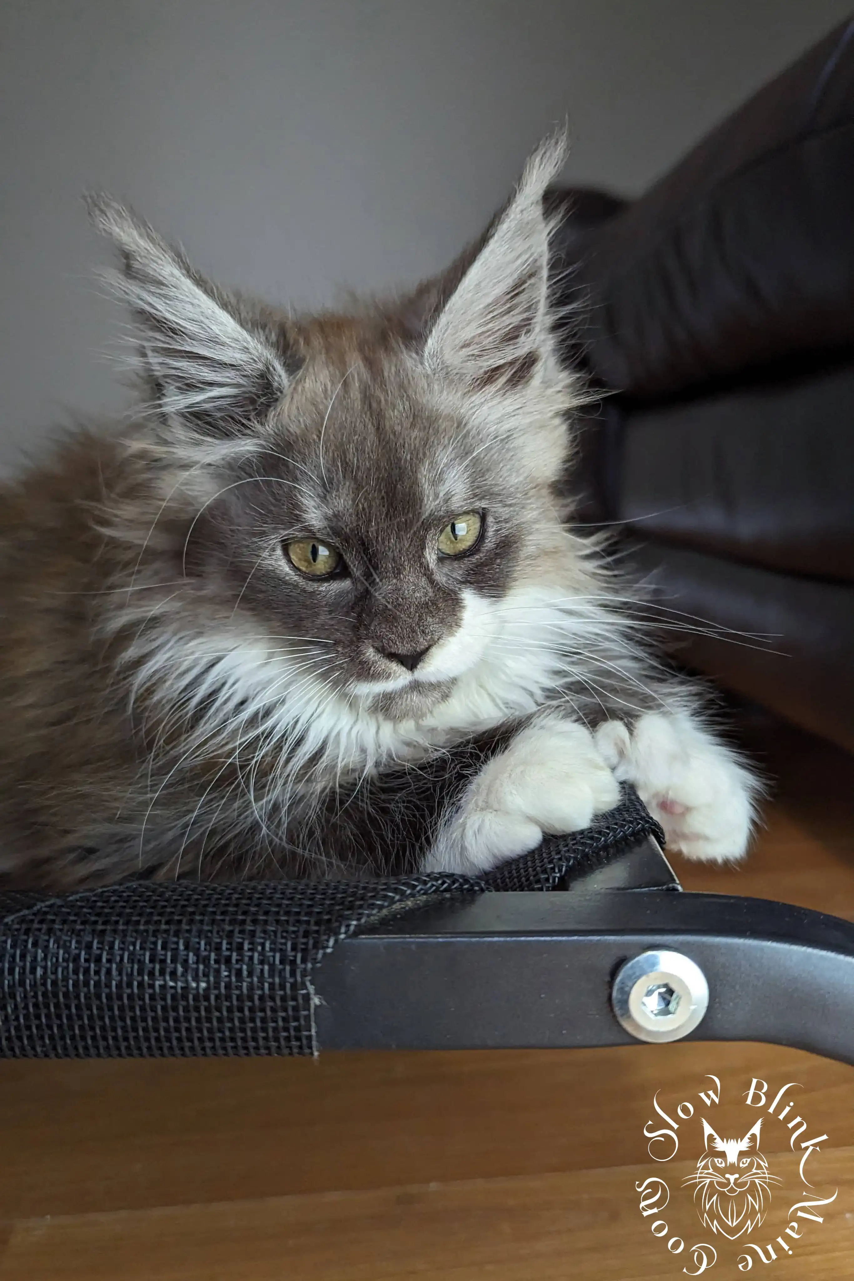 Bicolor Maine Coon Kittens > bicolor maine coon kitten | slowblinkmainecoons | ems code ns as 03 09 | taken june 2024 | 977
