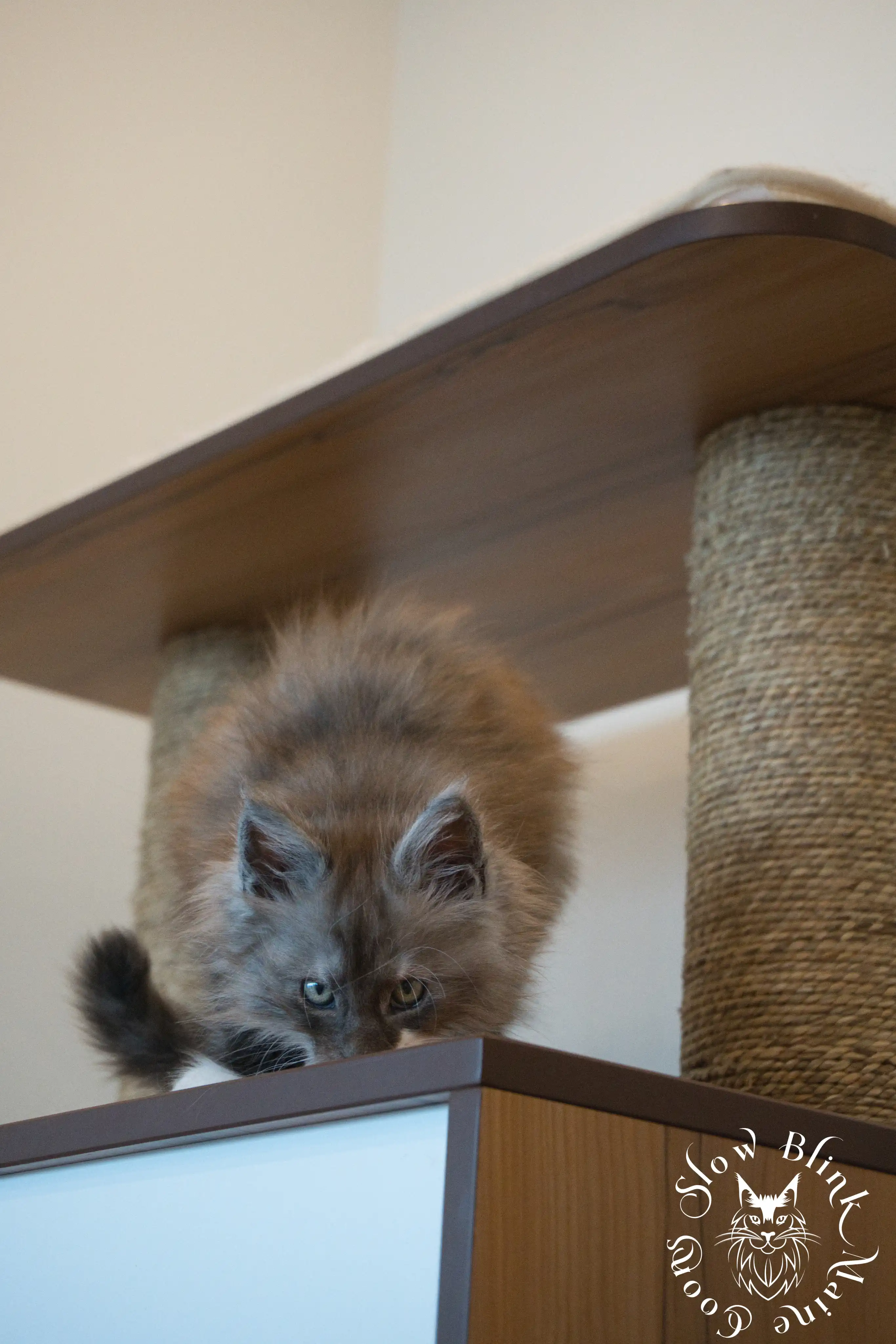 Bicolor Maine Coon Kittens > bicolor maine coon kitten | slowblinkmainecoons | ems code ns as 03 09 | taken june 2024 | 97