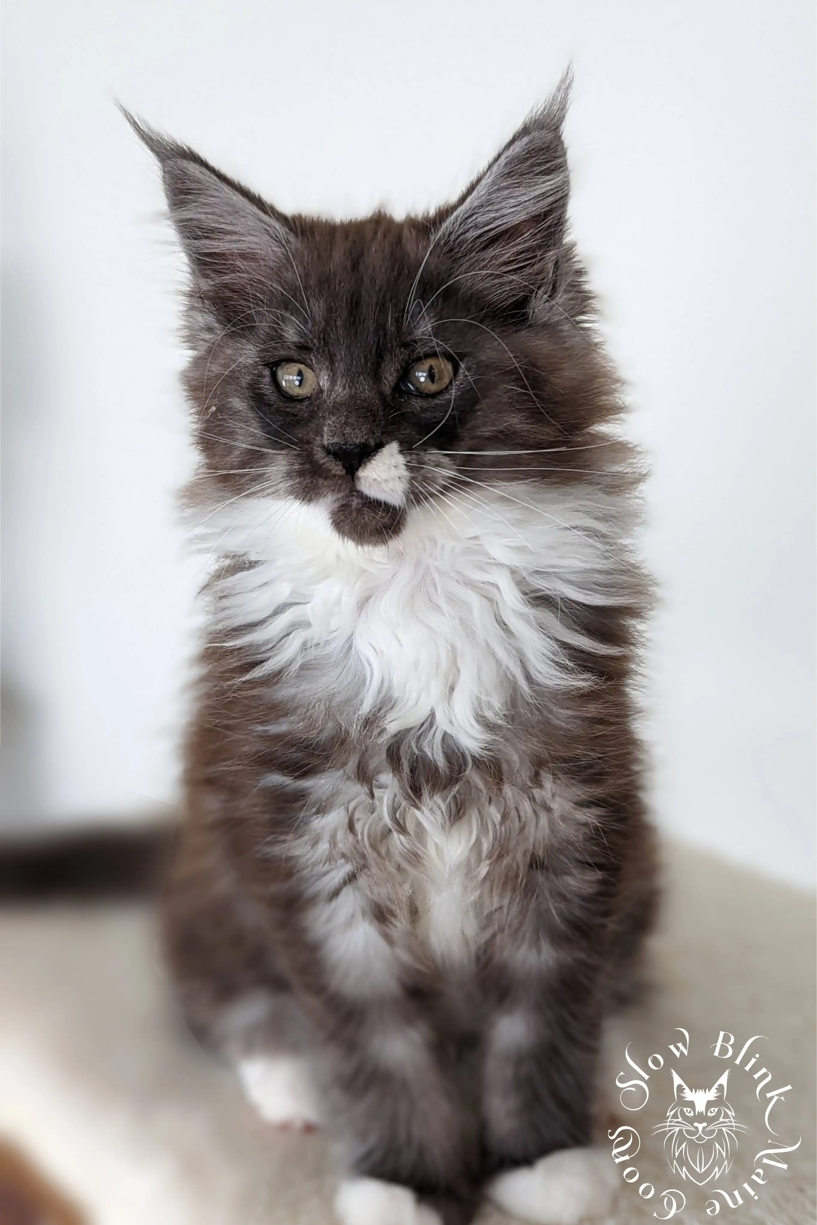 Bicolor Maine Coon Kittens > bicolor maine coon kitten | slowblinkmainecoons | ems code ns as 03 09 | taken june 2024 | 981
