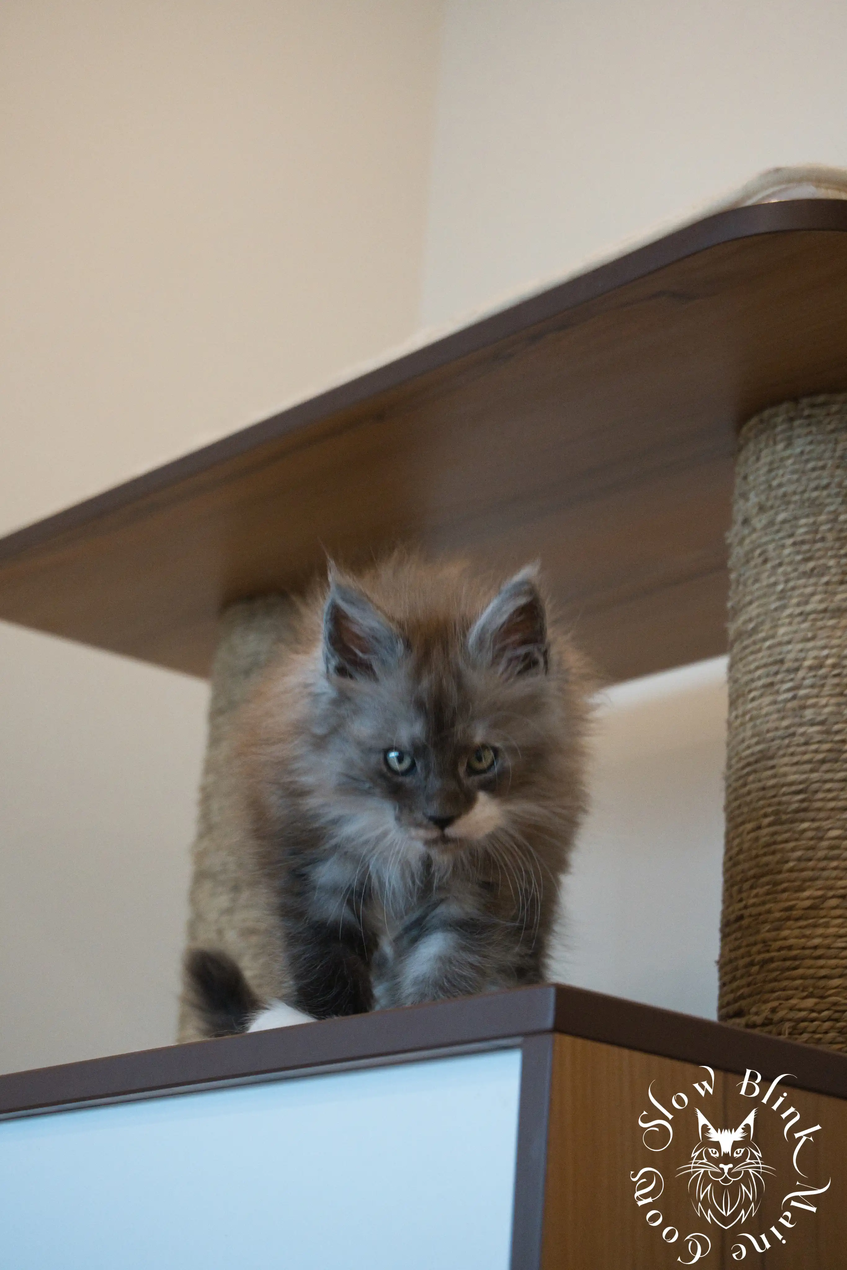 Bicolor Maine Coon Kittens > bicolor maine coon kitten | slowblinkmainecoons | ems code ns as 03 09 | taken june 2024 | 98
