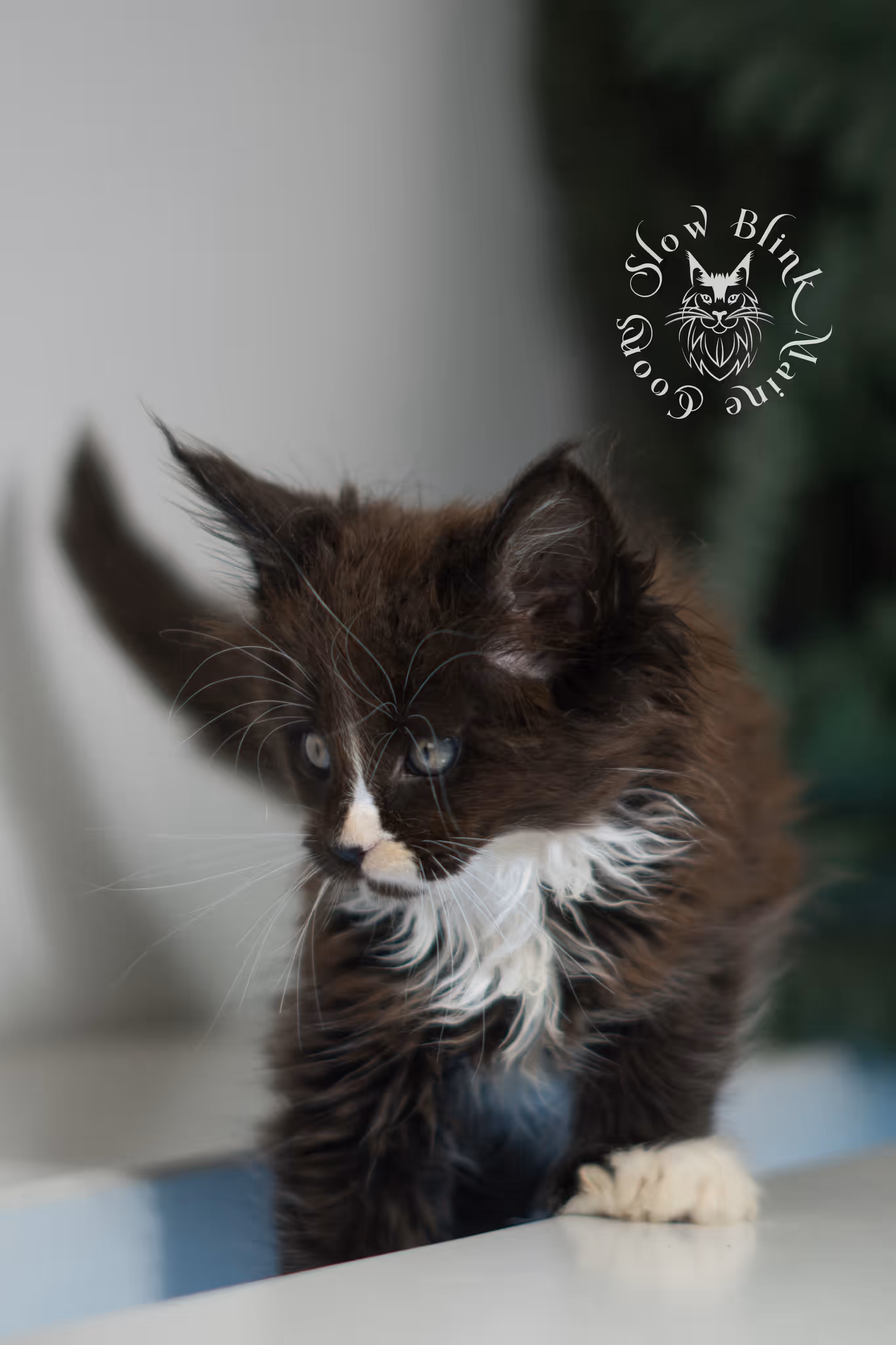 black bicolor | maine coon kitten | male | ems code mcp n 03 | taken feb 2025 | age 6 weeks old | poly Bicolor Maine Coon Kittens > black bicolor | maine coon kitten | male | ems code mcp n 03 | taken feb 2025 | age 6 weeks old | poly | idx 01