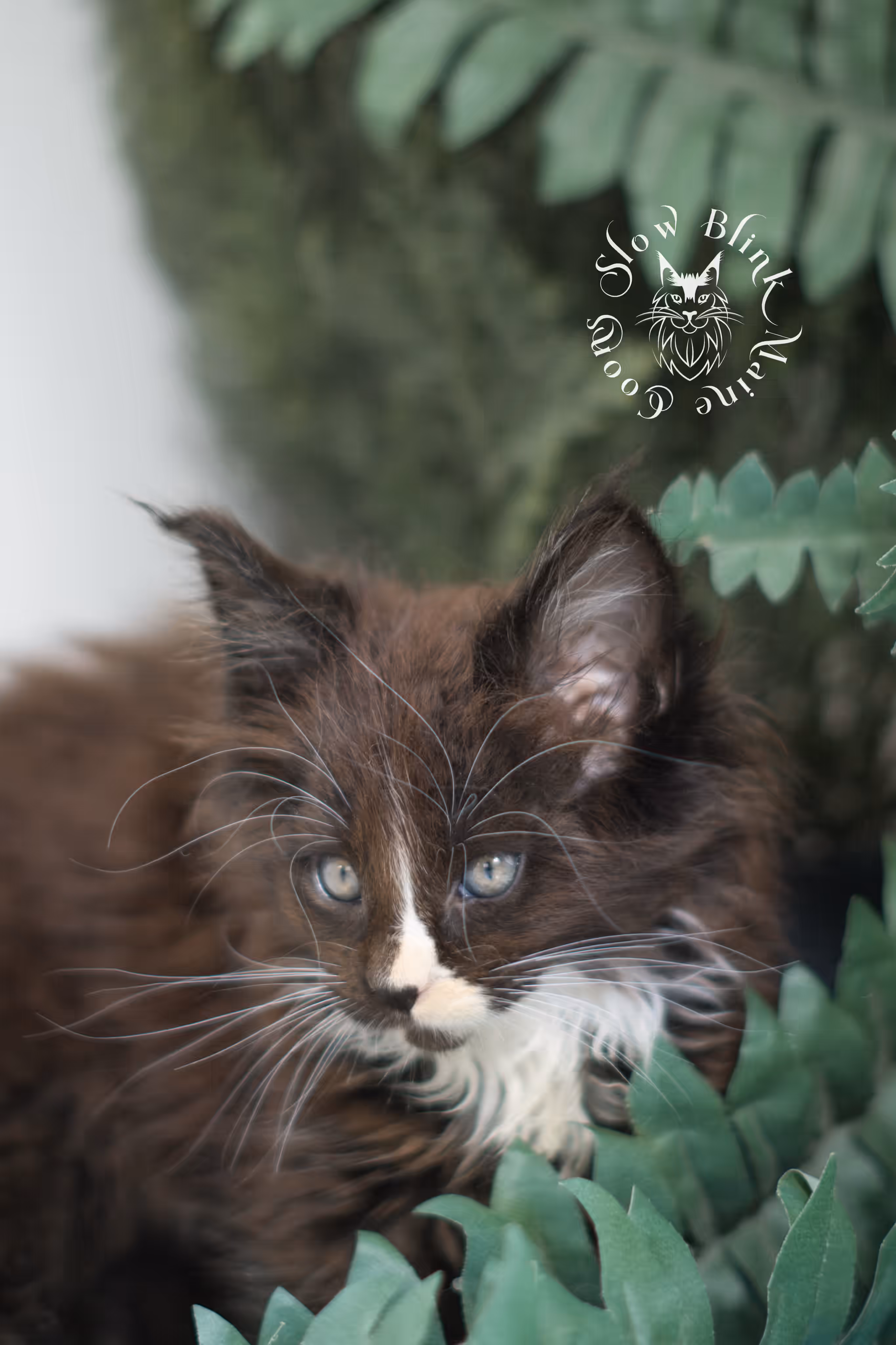 black bicolor | maine coon kitten | male | ems code mcp n 03 | taken feb 2025 | age 6 weeks old | poly Bicolor Maine Coon Kittens > black bicolor | maine coon kitten | male | ems code mcp n 03 | taken feb 2025 | age 6 weeks old | poly | idx 02