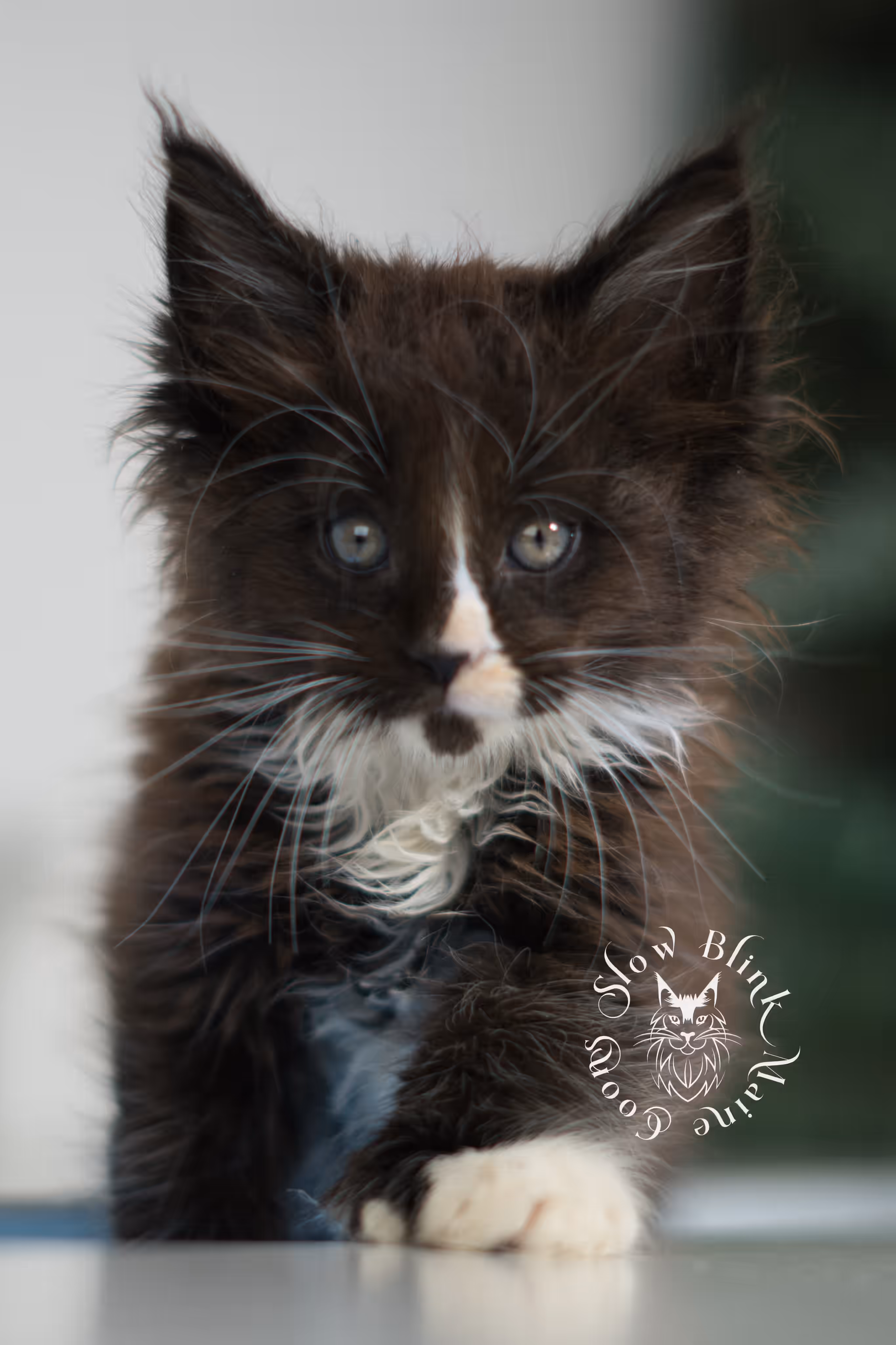 black bicolor | maine coon kitten | male | ems code mcp n 03 | taken feb 2025 | age 6 weeks old | poly Bicolor Maine Coon Kittens > black bicolor | maine coon kitten | male | ems code mcp n 03 | taken feb 2025 | age 6 weeks old | poly | idx 03
