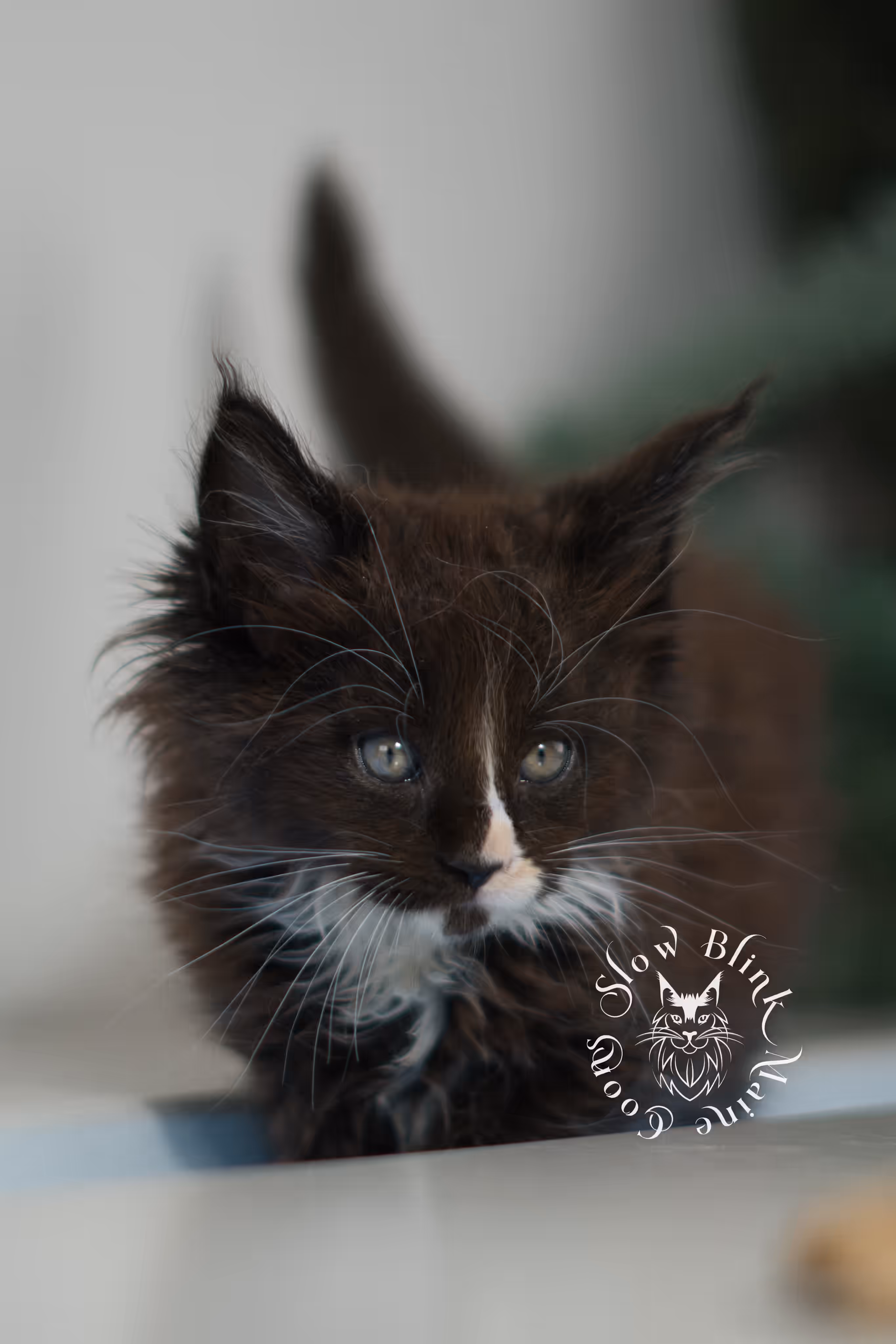 black bicolor | maine coon kitten | male | ems code mcp n 03 | taken feb 2025 | age 6 weeks old | poly Bicolor Maine Coon Kittens > black bicolor | maine coon kitten | male | ems code mcp n 03 | taken feb 2025 | age 6 weeks old | poly | idx 04