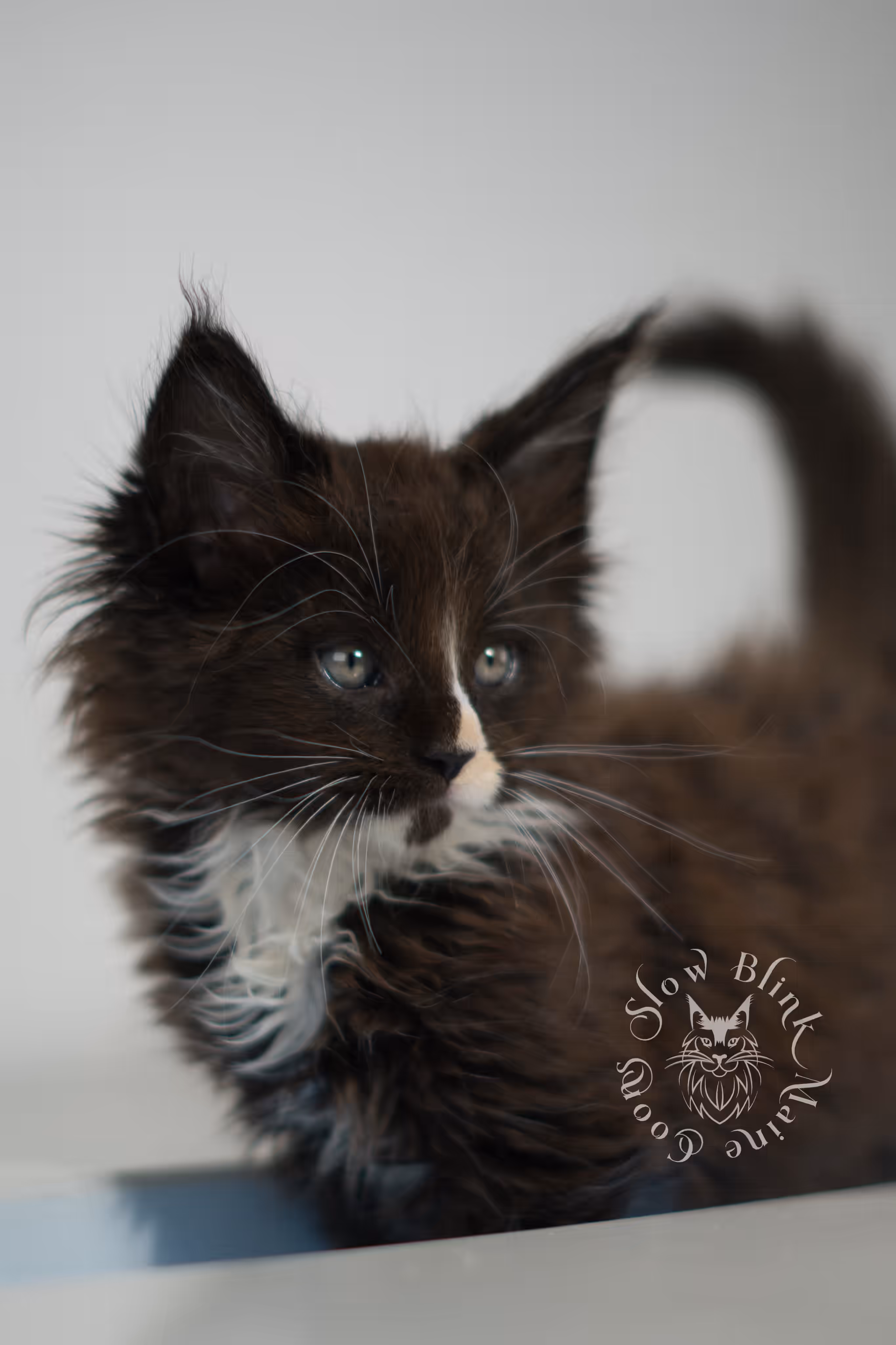 black bicolor | maine coon kitten | male | ems code mcp n 03 | taken feb 2025 | age 6 weeks old | poly Bicolor Maine Coon Kittens > black bicolor | maine coon kitten | male | ems code mcp n 03 | taken feb 2025 | age 6 weeks old | poly | idx 05