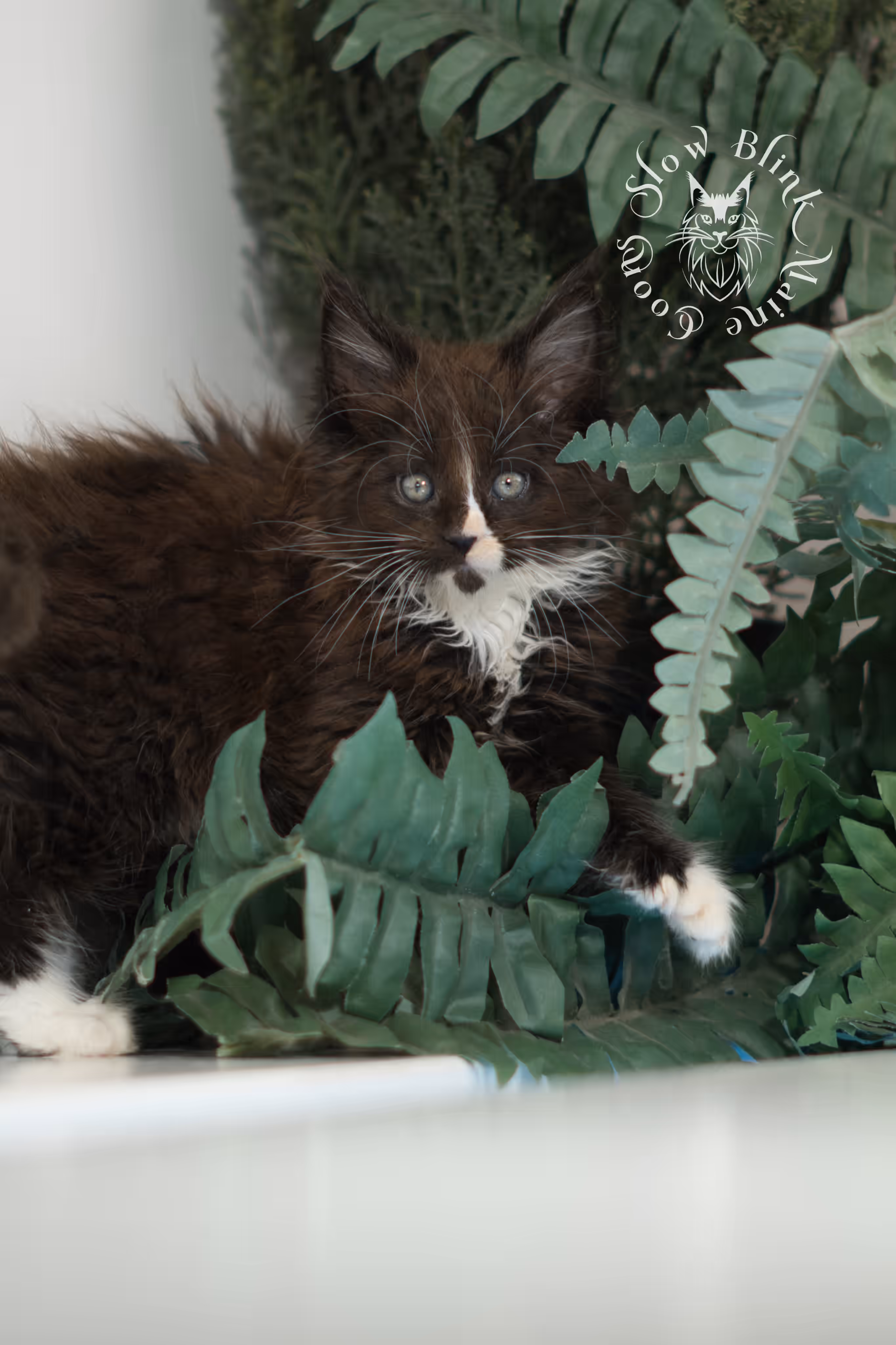 black bicolor | maine coon kitten | male | ems code mcp n 03 | taken feb 2025 | age 6 weeks old | poly Bicolor Maine Coon Kittens > black bicolor | maine coon kitten | male | ems code mcp n 03 | taken feb 2025 | age 6 weeks old | poly | idx 06