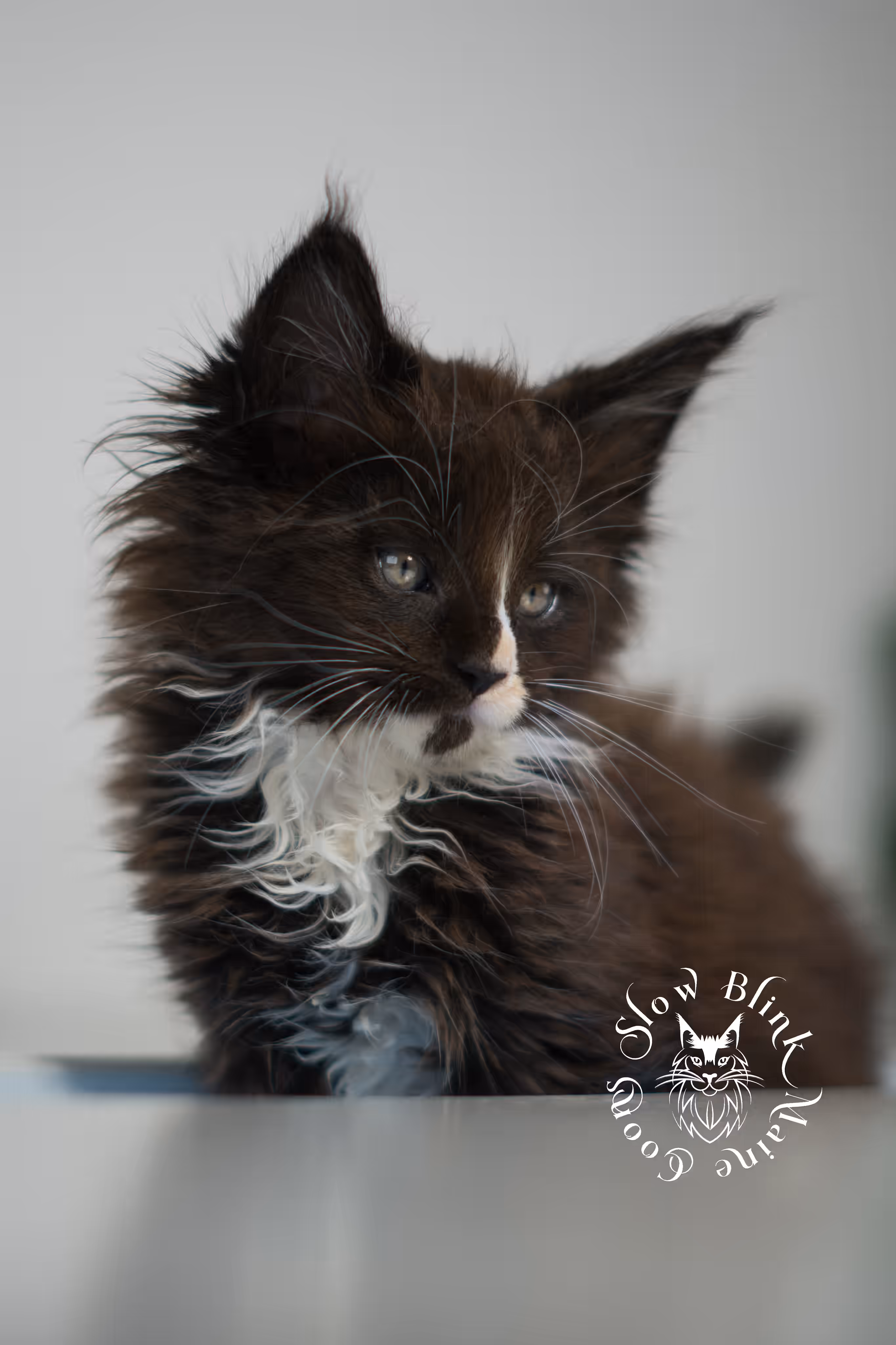 black bicolor | maine coon kitten | male | ems code mcp n 03 | taken feb 2025 | age 6 weeks old | poly Bicolor Maine Coon Kittens > black bicolor | maine coon kitten | male | ems code mcp n 03 | taken feb 2025 | age 6 weeks old | poly | idx 07