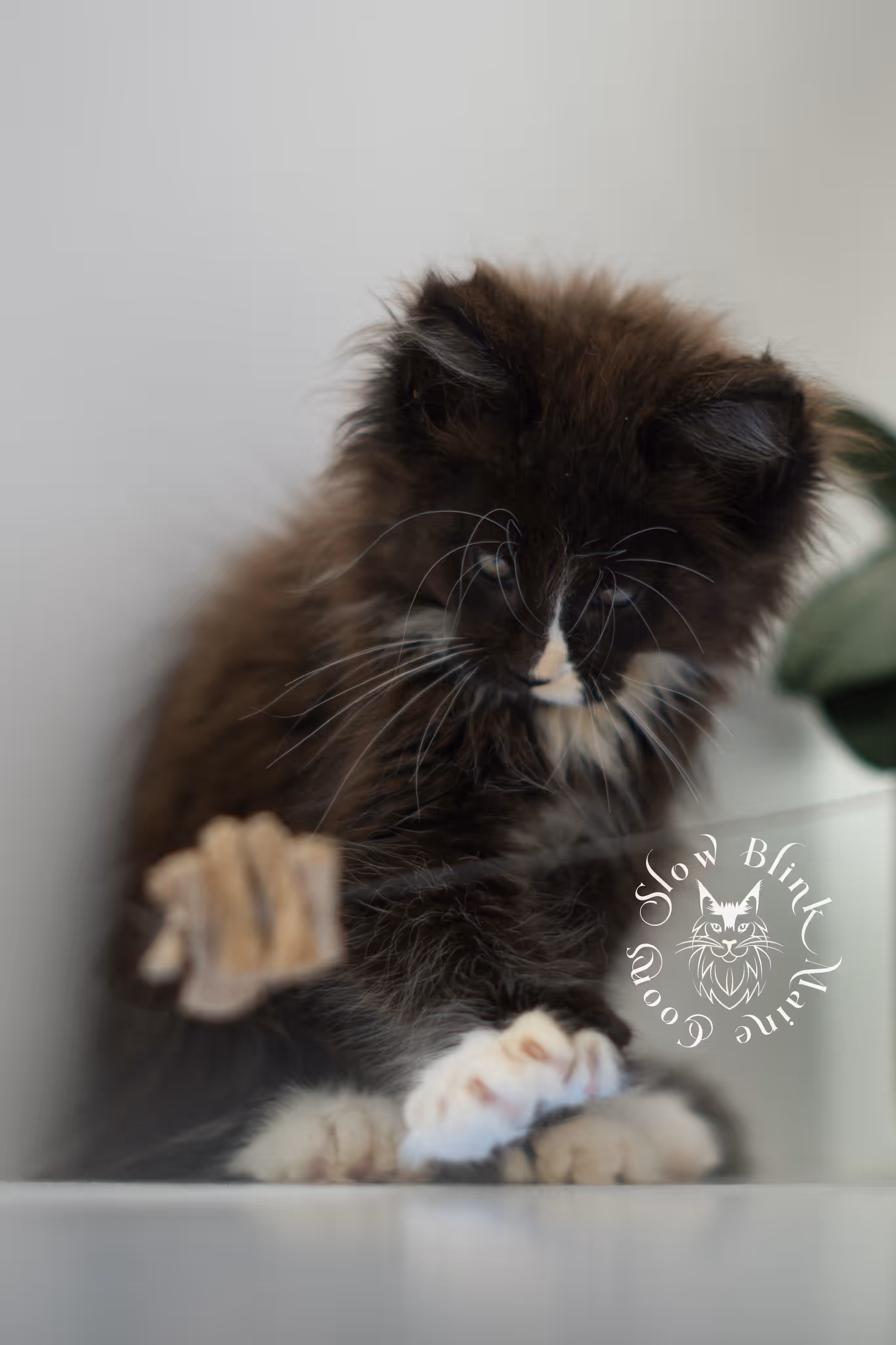 black bicolor | maine coon kitten | male | ems code mcp ns 03 | taken feb 2025 | age 8 weeks old | poly Bicolor Maine Coon Kittens > black bicolor | maine coon kitten | male | ems code mcp ns 03 | taken feb 2025 | age 8 weeks old | poly | idx 01