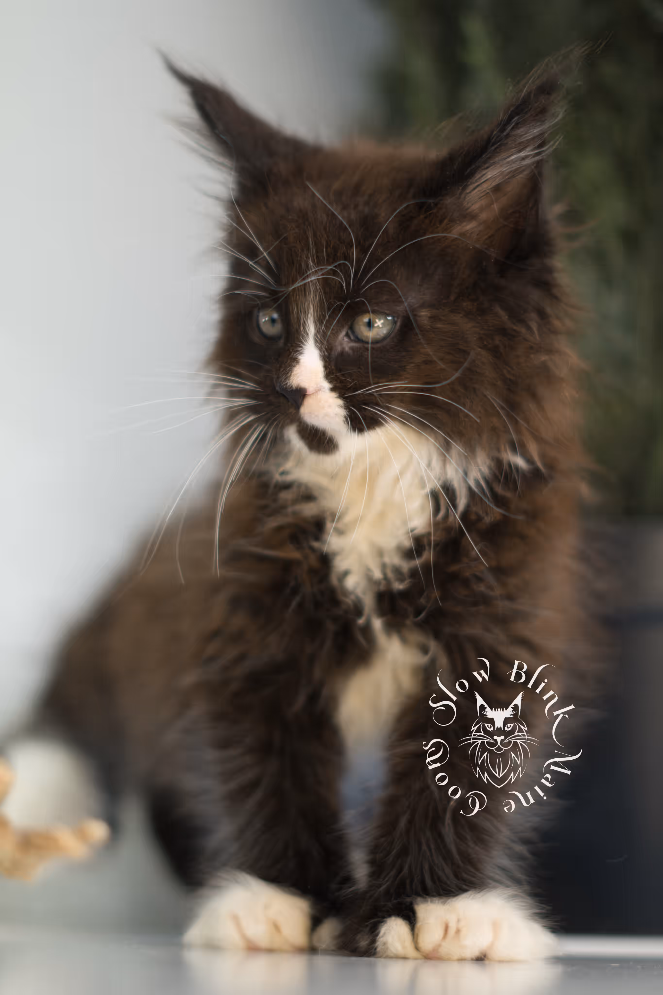 black bicolor | maine coon kitten | male | ems code mcp ns 03 | taken feb 2025 | age 8 weeks old | poly Bicolor Maine Coon Kittens > black bicolor | maine coon kitten | male | ems code mcp ns 03 | taken feb 2025 | age 8 weeks old | poly | idx 02