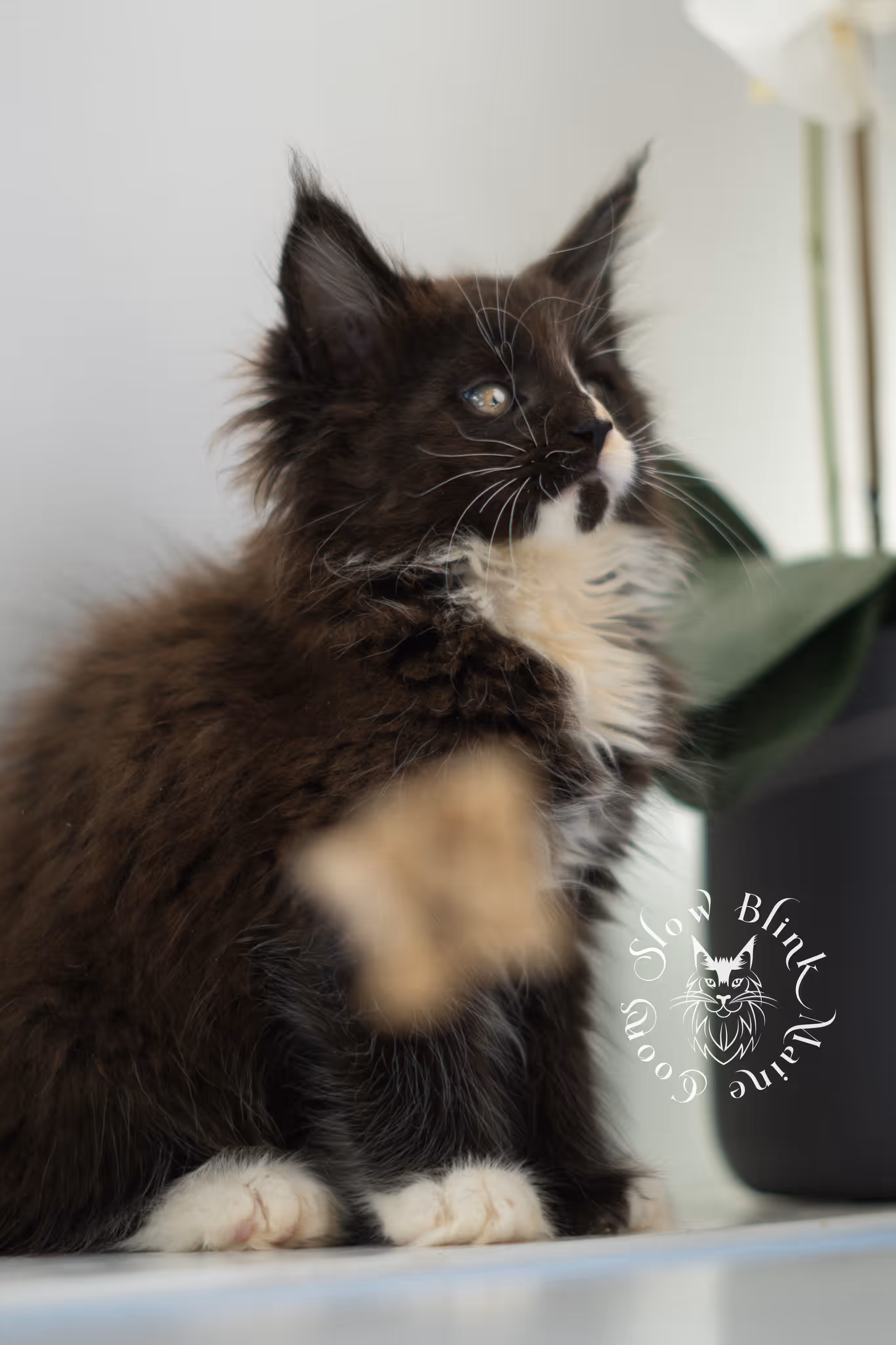 black bicolor | maine coon kitten | male | ems code mcp ns 03 | taken feb 2025 | age 8 weeks old | poly Bicolor Maine Coon Kittens > black bicolor | maine coon kitten | male | ems code mcp ns 03 | taken feb 2025 | age 8 weeks old | poly | idx 03