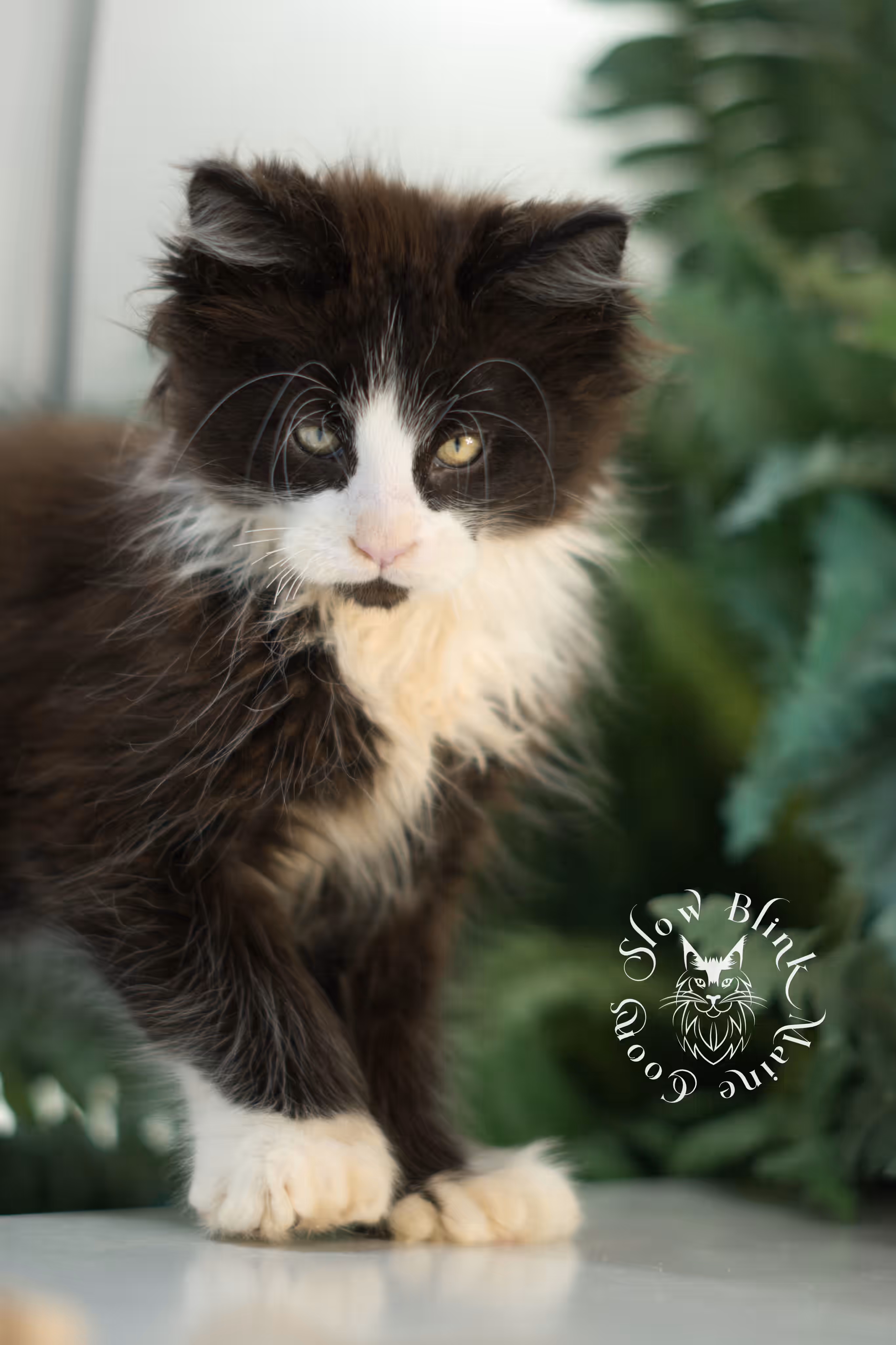 black bicolor | maine coon kitten | male | ems code mcp ns 03 | taken feb 2025 | age 8 weeks old | poly Bicolor Maine Coon Kittens > black bicolor | maine coon kitten | male | ems code mcp ns 03 | taken feb 2025 | age 8 weeks old | poly | idx 04