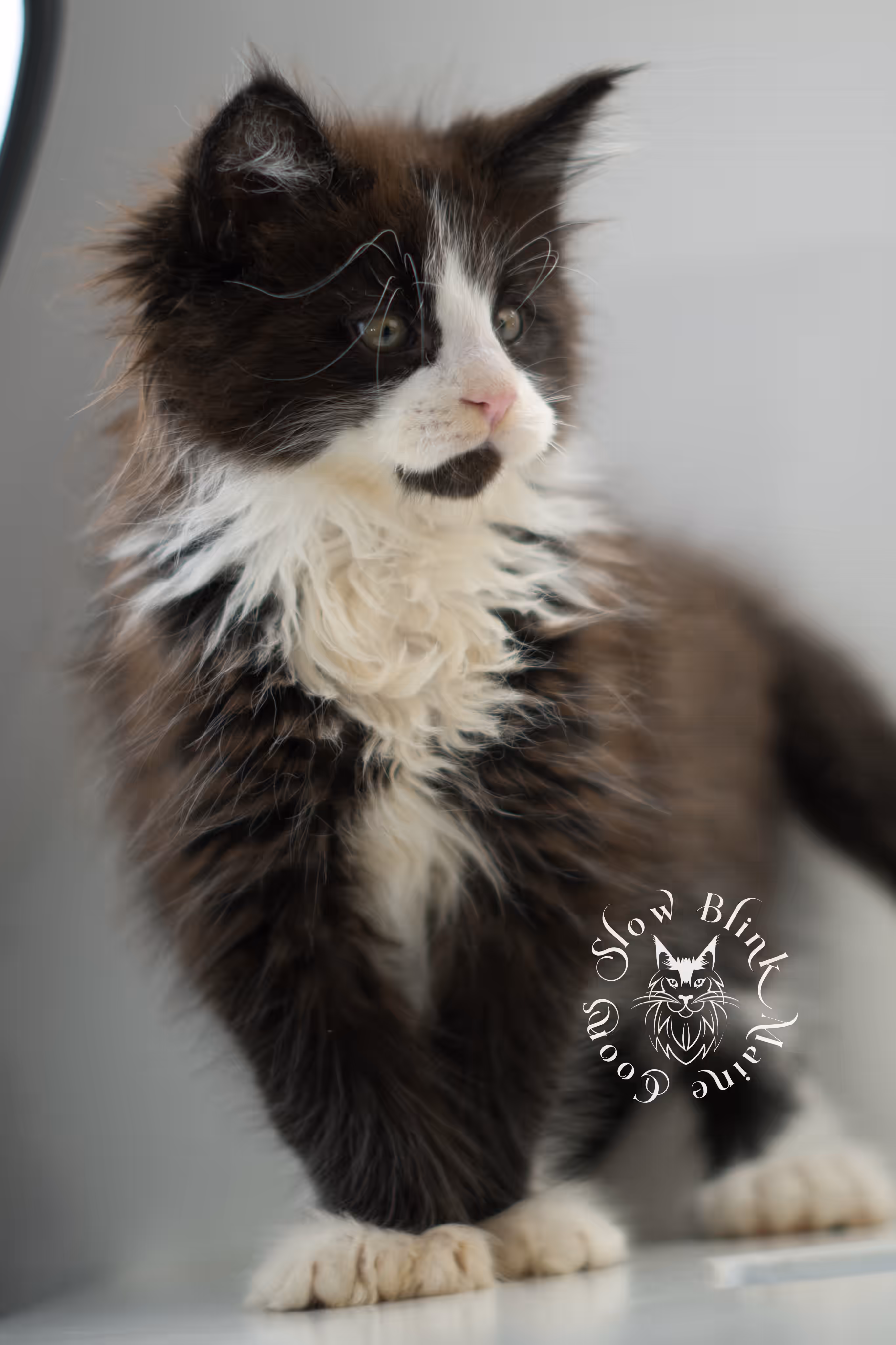 black bicolor | maine coon kitten | male | ems code mcp ns 03 | taken feb 2025 | age 8 weeks old | poly Bicolor Maine Coon Kittens > black bicolor | maine coon kitten | male | ems code mcp ns 03 | taken feb 2025 | age 8 weeks old | poly | idx 05
