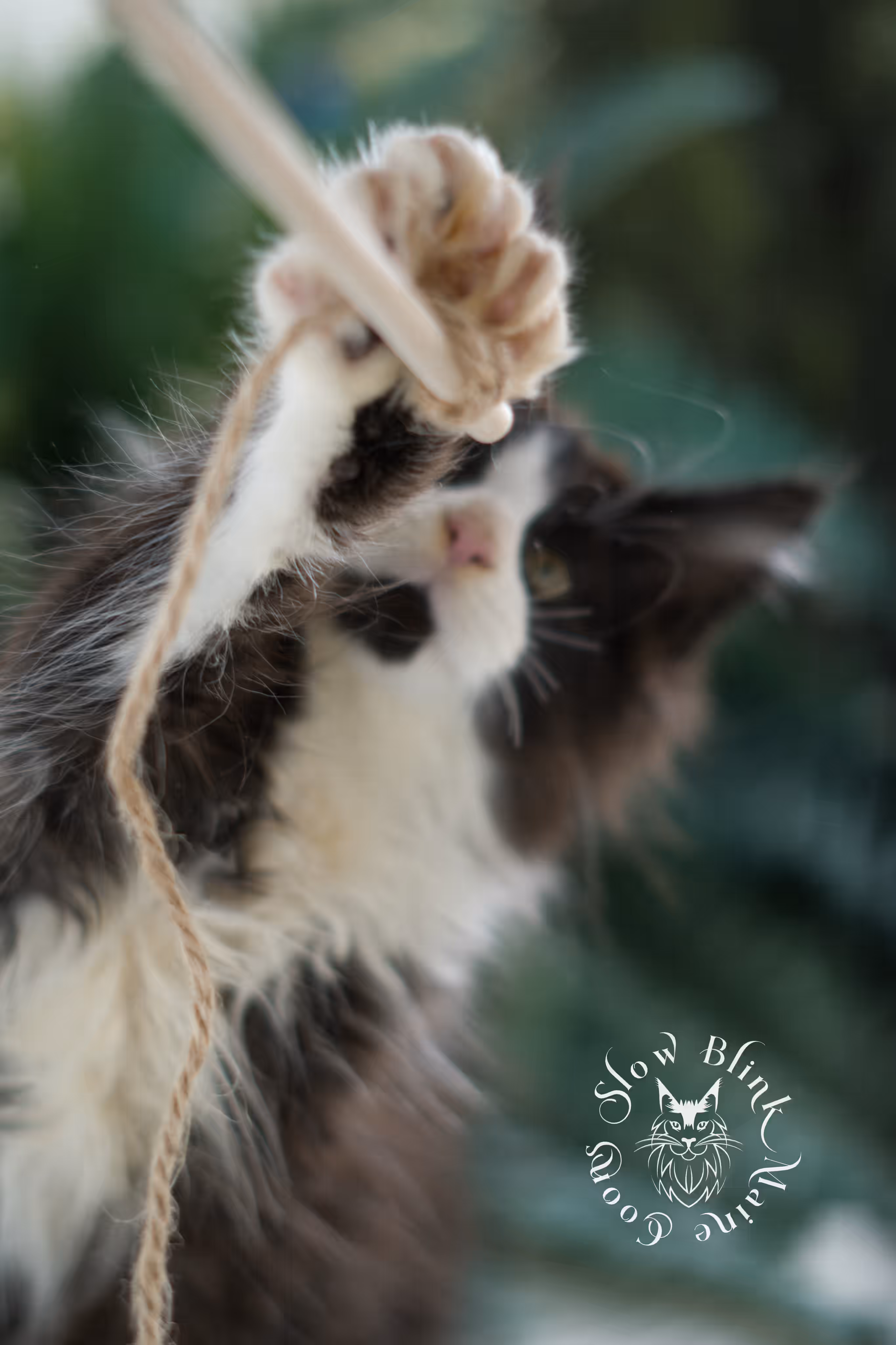 black bicolor | maine coon kitten | male | ems code mcp ns 03 | taken feb 2025 | age 9 weeks old | poly Bicolor Maine Coon Kittens > black bicolor | maine coon kitten | male | ems code mcp ns 03 | taken feb 2025 | age 9 weeks old | poly | idx 02