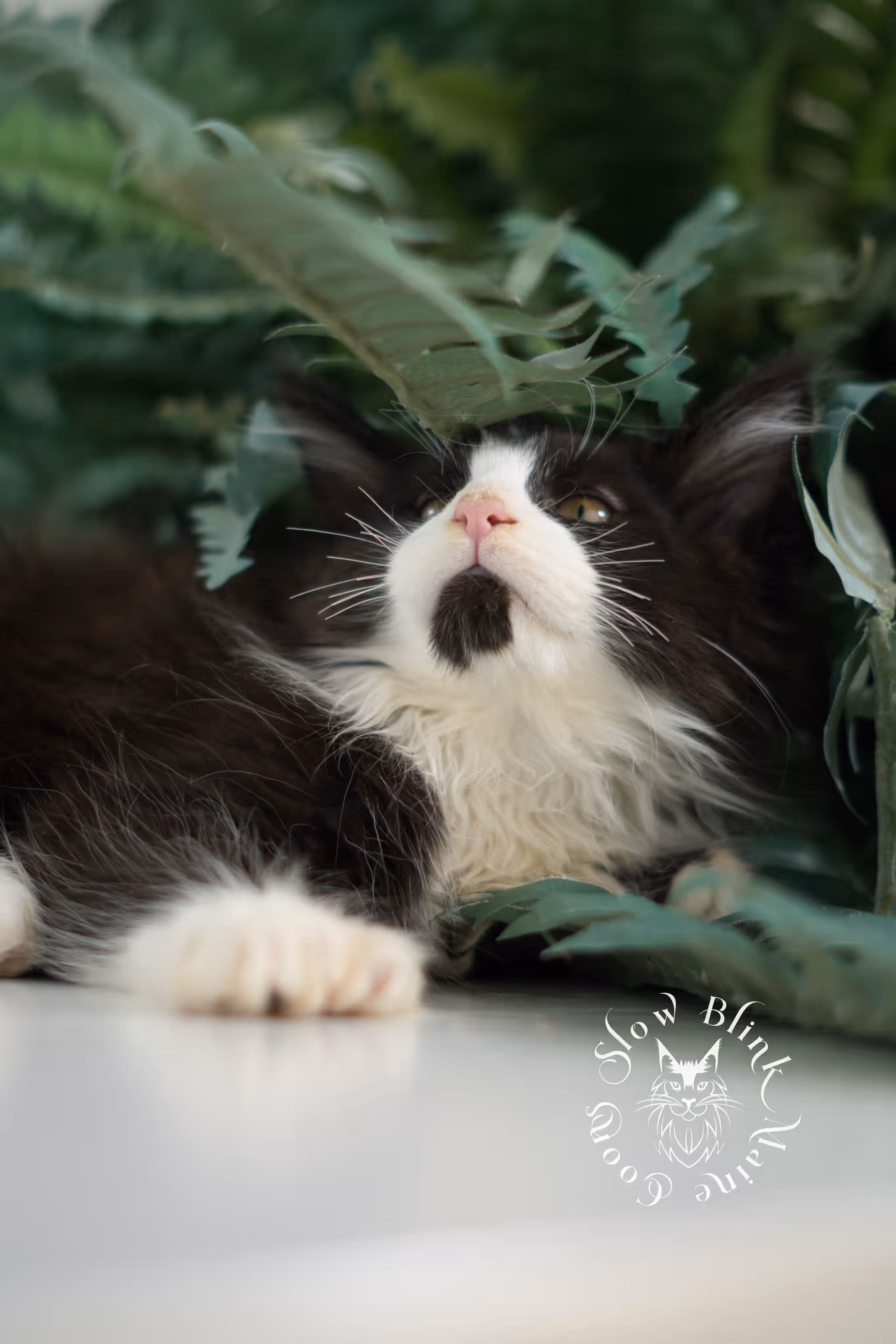 black bicolor | maine coon kitten | male | ems code mcp ns 03 | taken feb 2025 | age 9 weeks old | poly Bicolor Maine Coon Kittens > black bicolor | maine coon kitten | male | ems code mcp ns 03 | taken feb 2025 | age 9 weeks old | poly | idx 03