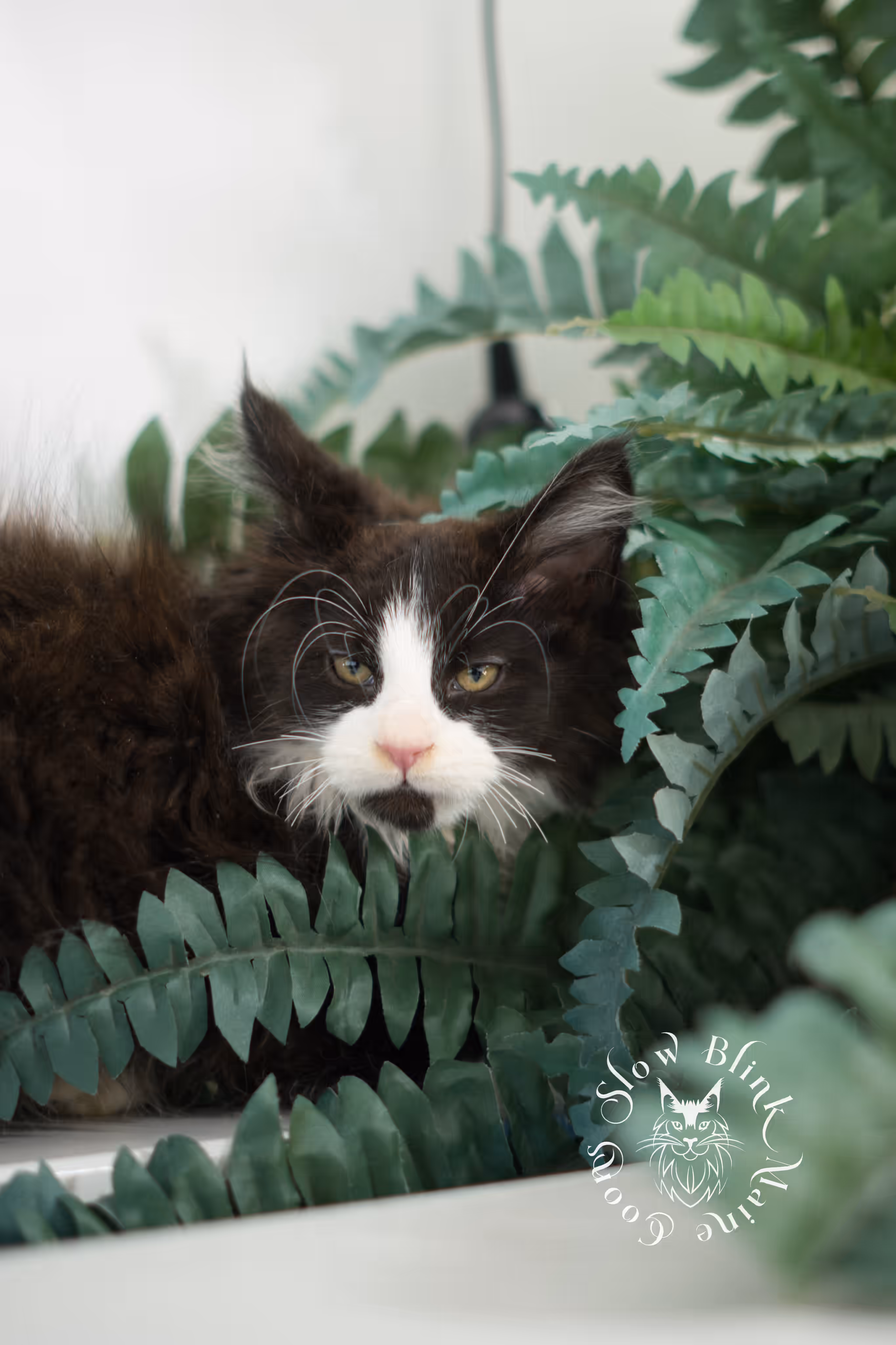 black bicolor | maine coon kitten | male | ems code mcp ns 03 | taken feb 2025 | age 9 weeks old | poly Bicolor Maine Coon Kittens > black bicolor | maine coon kitten | male | ems code mcp ns 03 | taken feb 2025 | age 9 weeks old | poly | idx 04
