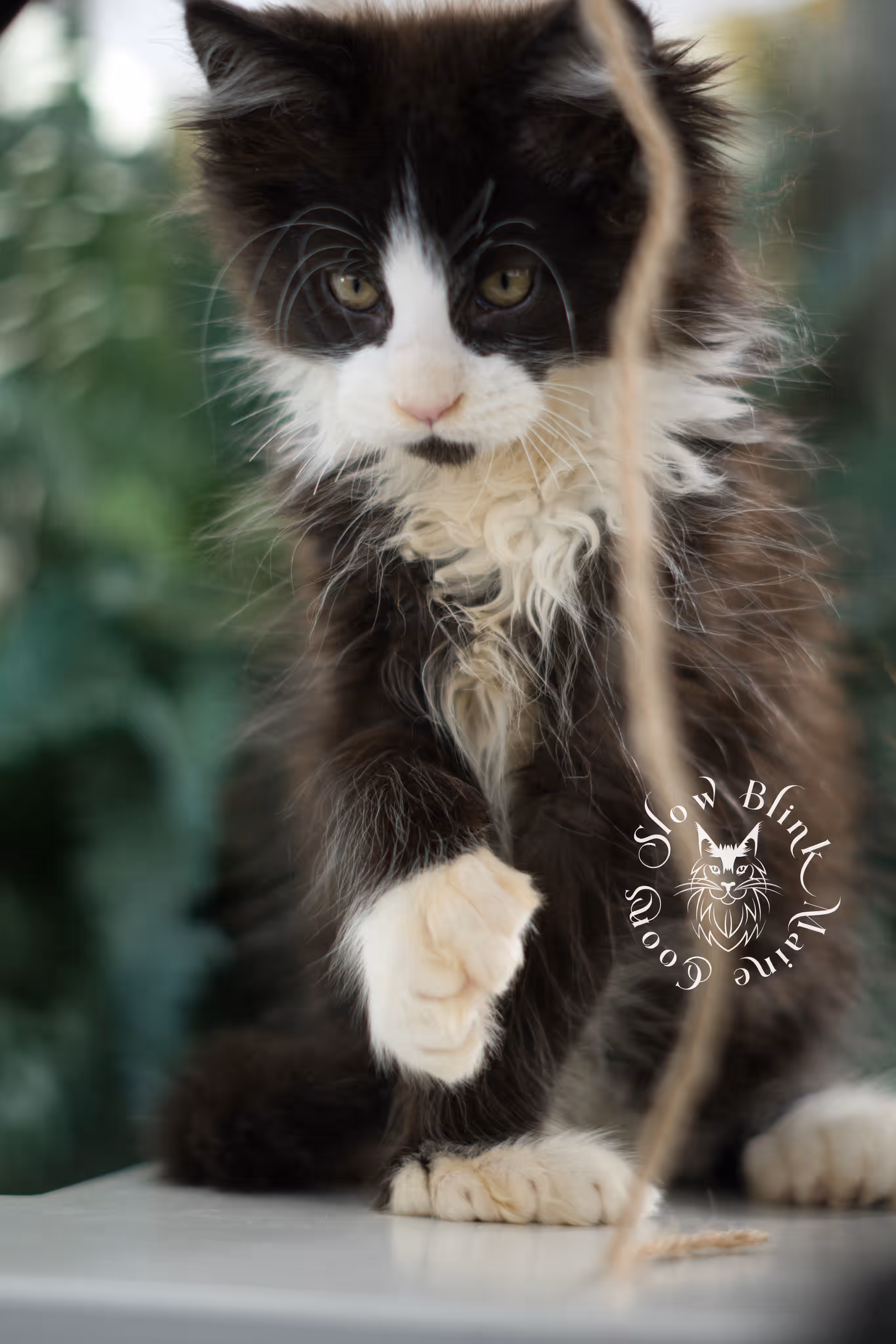 black bicolor | maine coon kitten | male | ems code mcp ns 03 | taken feb 2025 | age 9 weeks old | poly Bicolor Maine Coon Kittens > black bicolor | maine coon kitten | male | ems code mcp ns 03 | taken feb 2025 | age 9 weeks old | poly | idx 05
