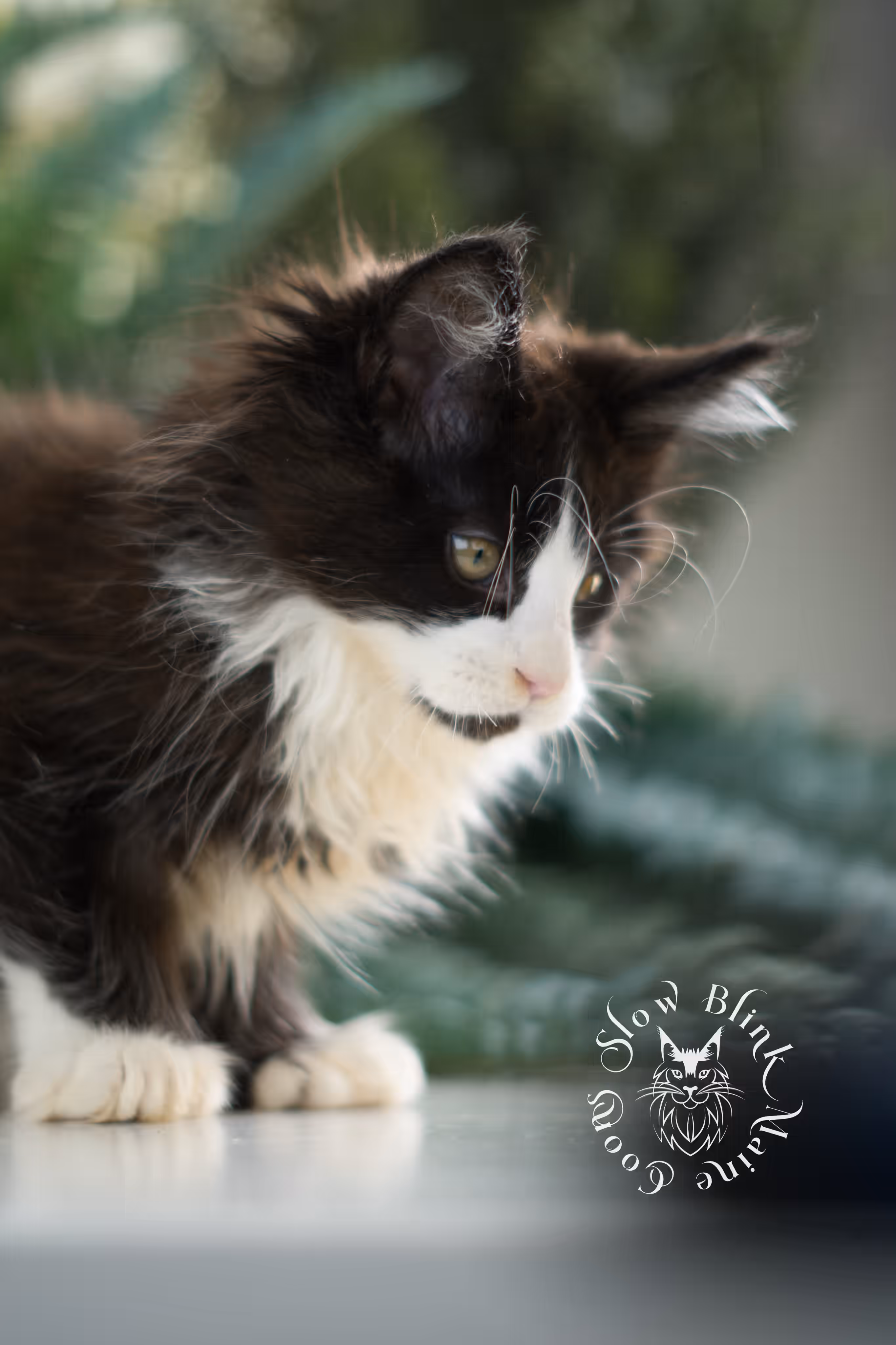black bicolor | maine coon kitten | male | ems code mcp ns 03 | taken feb 2025 | age 9 weeks old | poly Bicolor Maine Coon Kittens > black bicolor | maine coon kitten | male | ems code mcp ns 03 | taken feb 2025 | age 9 weeks old | poly | idx 06