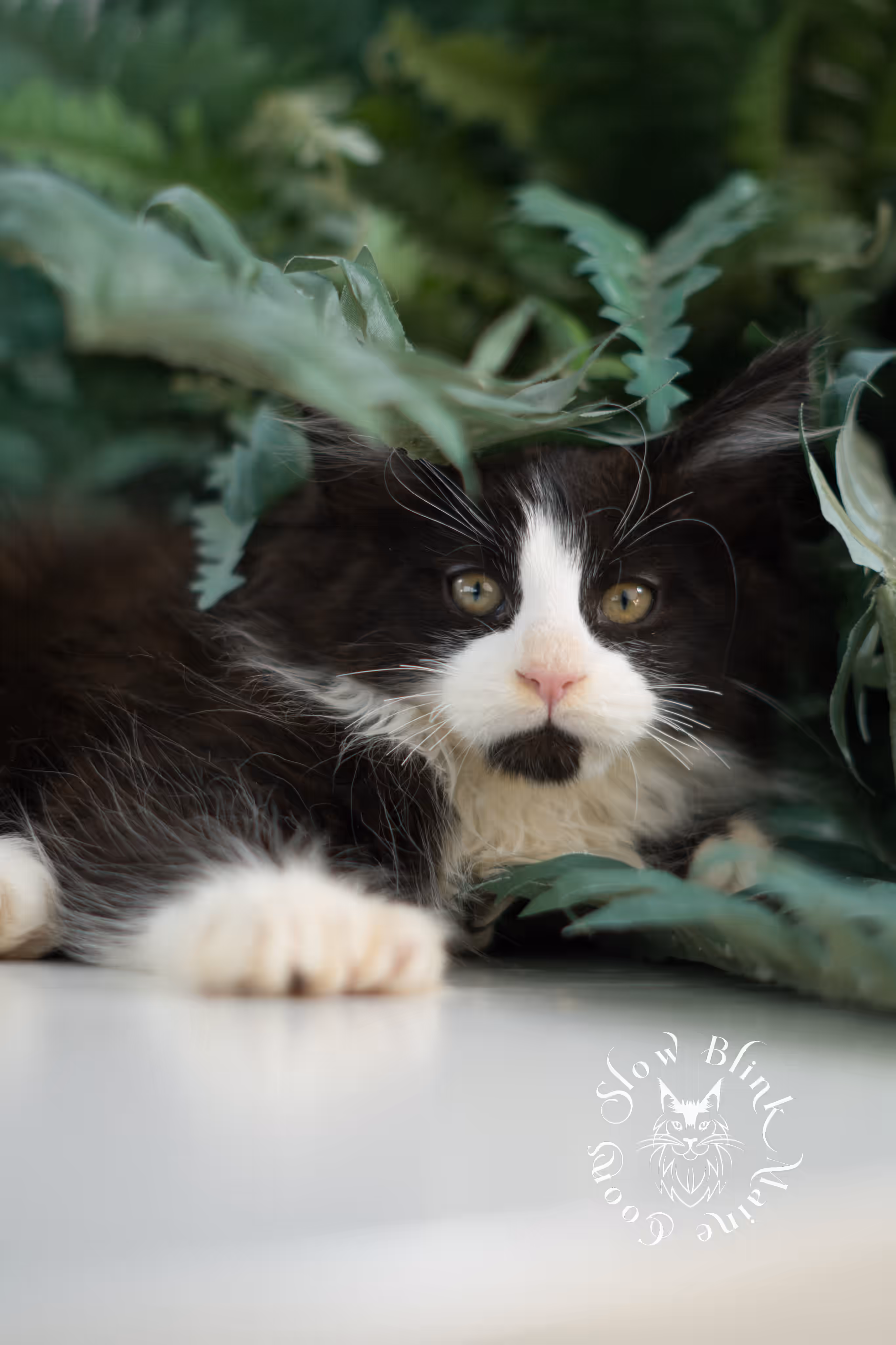 black bicolor | maine coon kitten | male | ems code mcp ns 03 | taken feb 2025 | age 9 weeks old | poly Bicolor Maine Coon Kittens > black bicolor | maine coon kitten | male | ems code mcp ns 03 | taken feb 2025 | age 9 weeks old | poly | idx 07