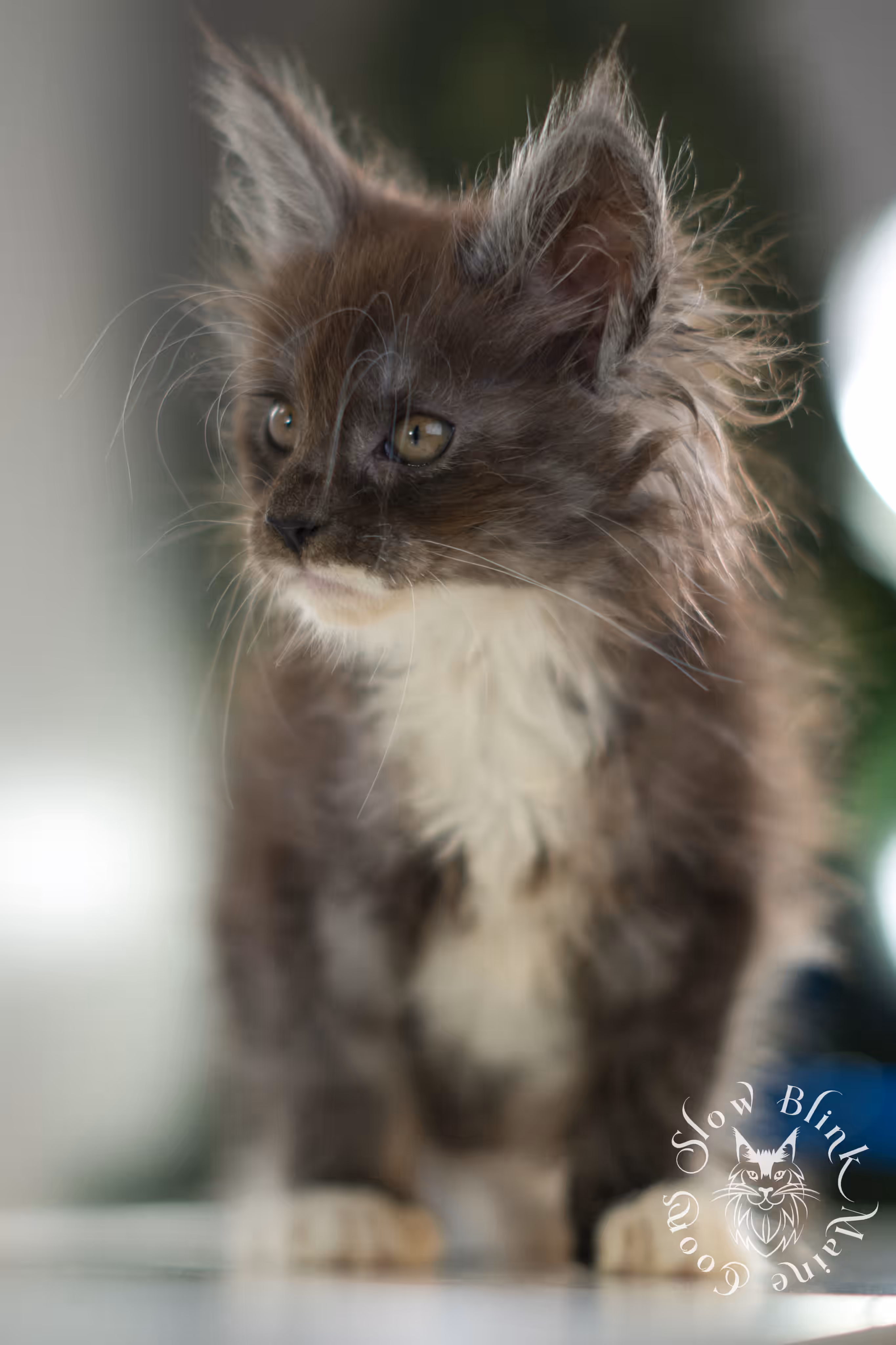 black smoke bicolor | maine coon kitten | female | ems code mcp ns 03 | taken feb 2025 | age 6 weeks old | poly Bicolor Maine Coon Kittens > black smoke bicolor | maine coon kitten | female | ems code mcp ns 03 | taken feb 2025 | age 6 weeks old | poly | idx 06