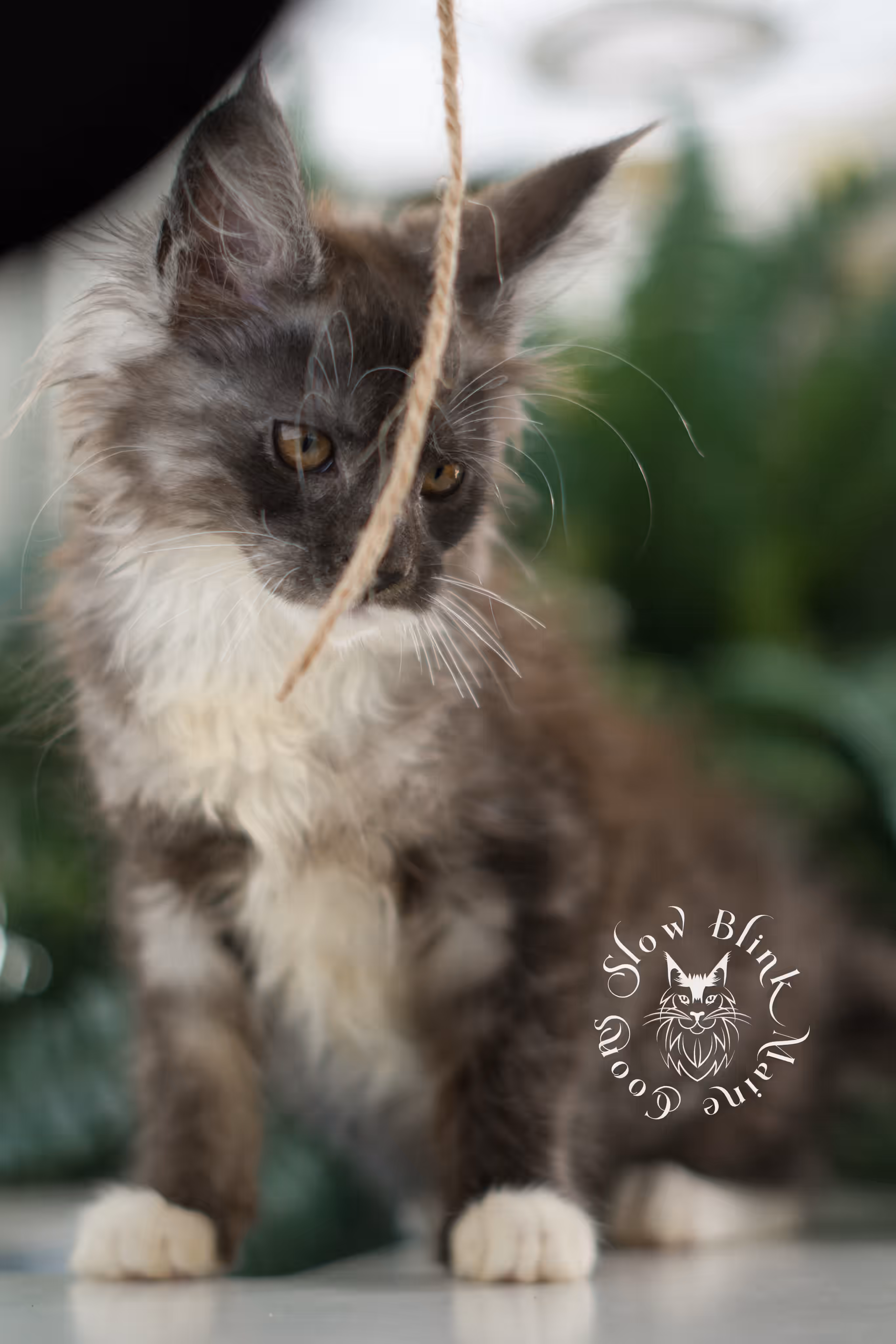 black smoke bicolor | maine coon kitten | female | ems code mcp ns 03 | taken feb 25 2025 | age 8 weeks old | poly Bicolor Maine Coon Kittens > black smoke bicolor | maine coon kitten | female | ems code mcp ns 03 | taken feb 25 2025 | age 8 weeks old | poly | idx 01