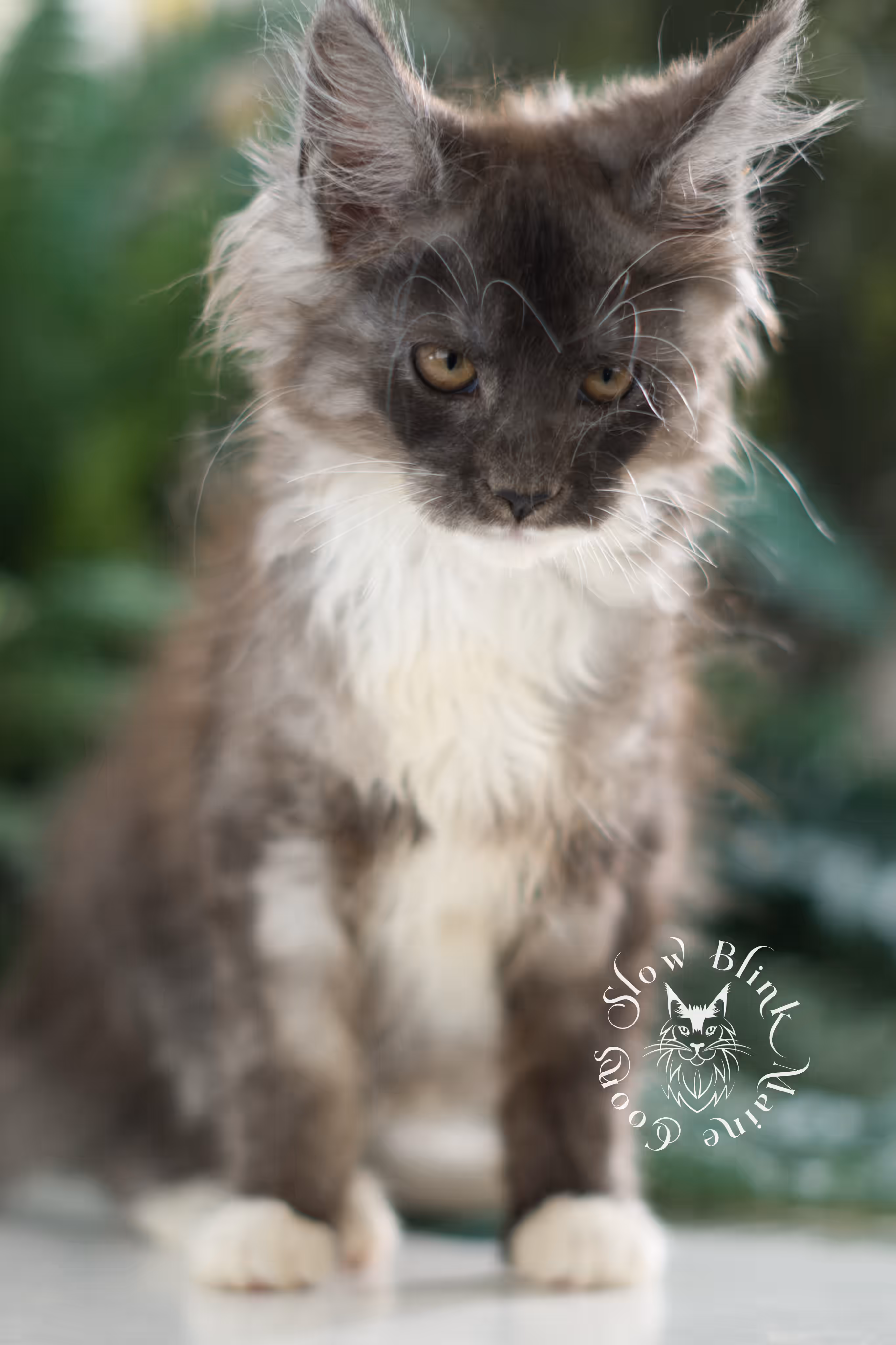 black smoke bicolor | maine coon kitten | female | ems code mcp ns 03 | taken feb 25 2025 | age 8 weeks old | poly Bicolor Maine Coon Kittens > black smoke bicolor | maine coon kitten | female | ems code mcp ns 03 | taken feb 25 2025 | age 8 weeks old | poly | idx 02