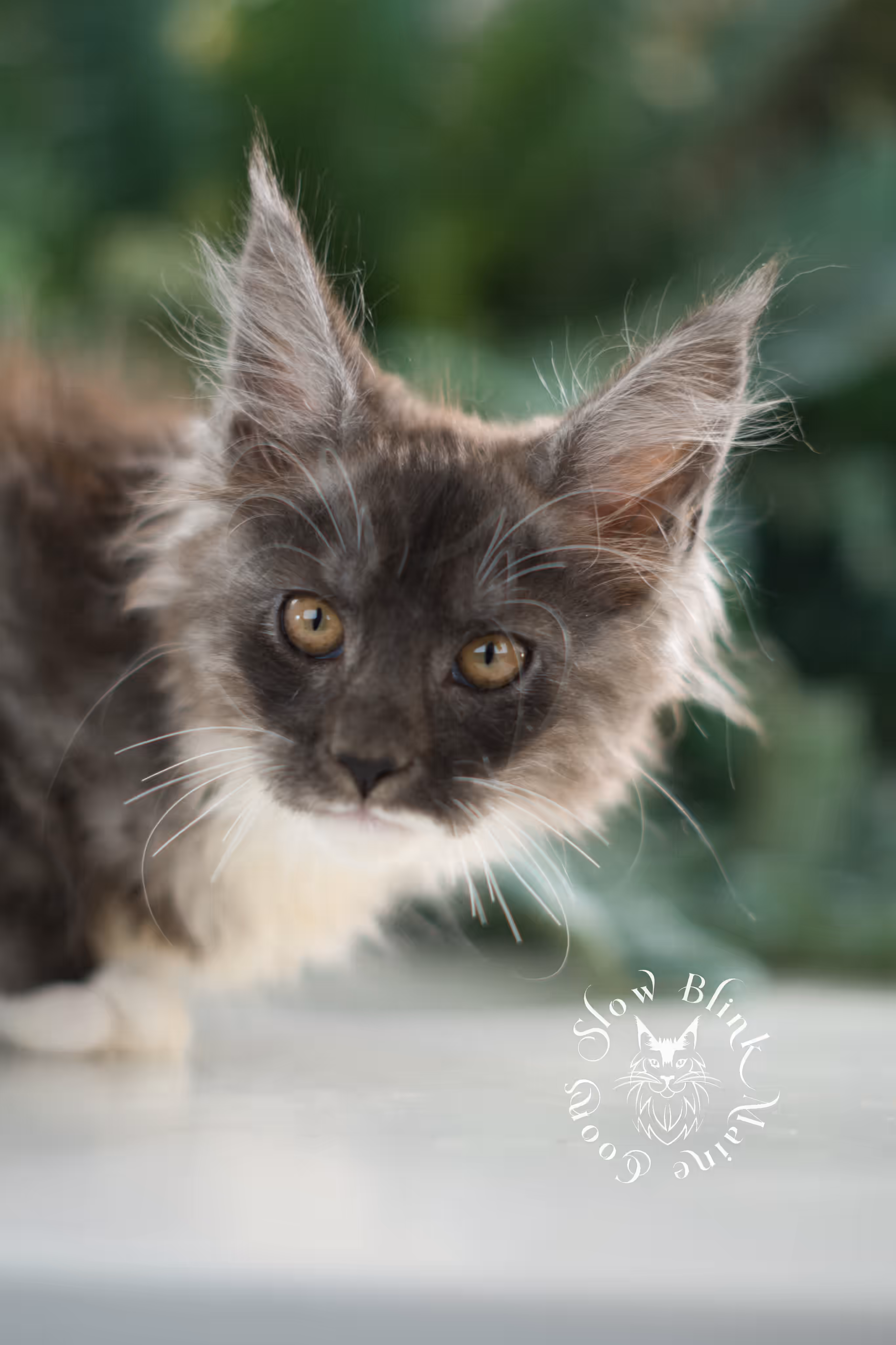 black smoke bicolor | maine coon kitten | female | ems code mcp ns 03 | taken feb 25 2025 | age 8 weeks old | poly Bicolor Maine Coon Kittens > black smoke bicolor | maine coon kitten | female | ems code mcp ns 03 | taken feb 25 2025 | age 8 weeks old | poly | idx 04
