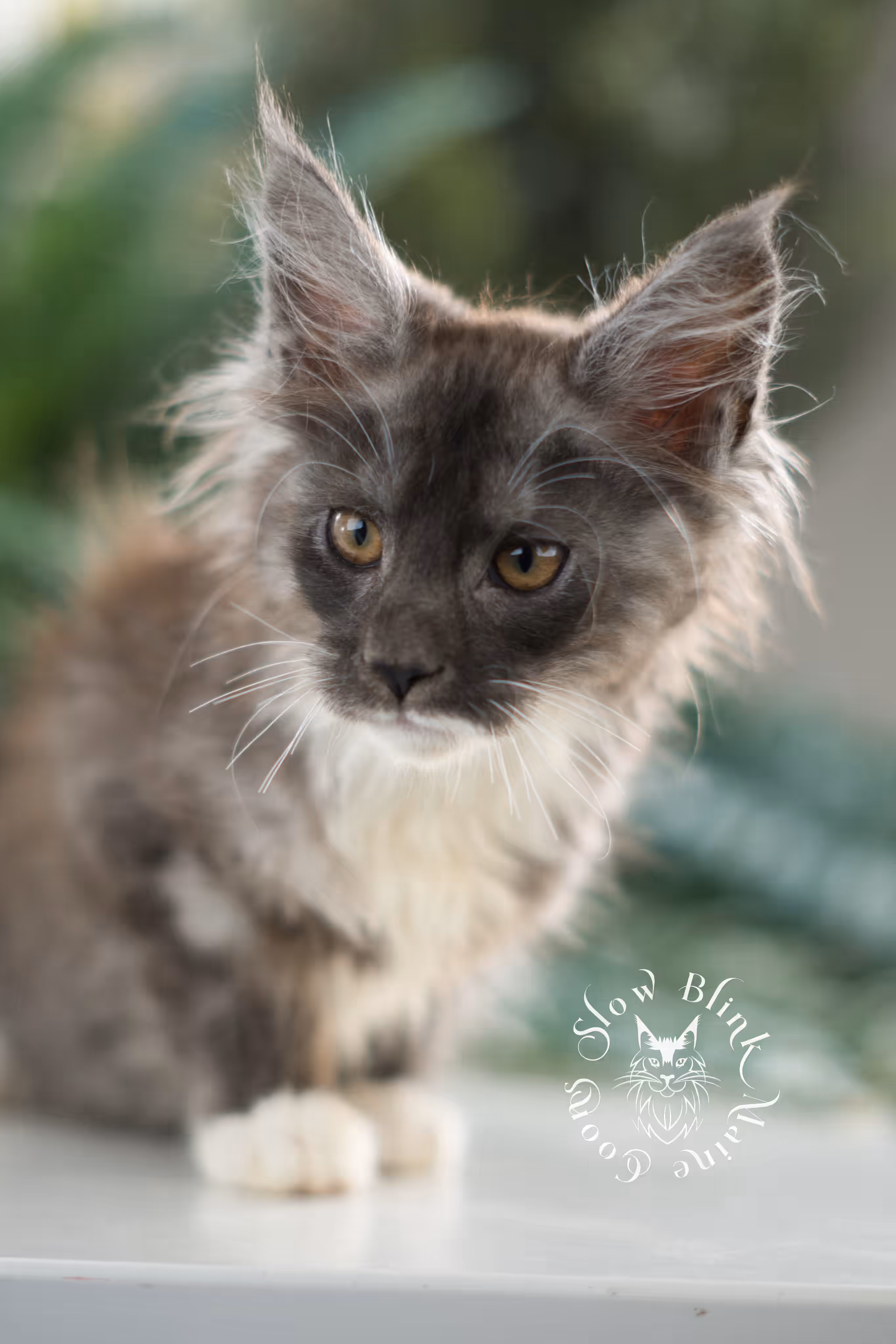 black smoke bicolor | maine coon kitten | female | ems code mcp ns 03 | taken feb 25 2025 | age 8 weeks old | poly Bicolor Maine Coon Kittens > black smoke bicolor | maine coon kitten | female | ems code mcp ns 03 | taken feb 25 2025 | age 8 weeks old | poly | idx 06
