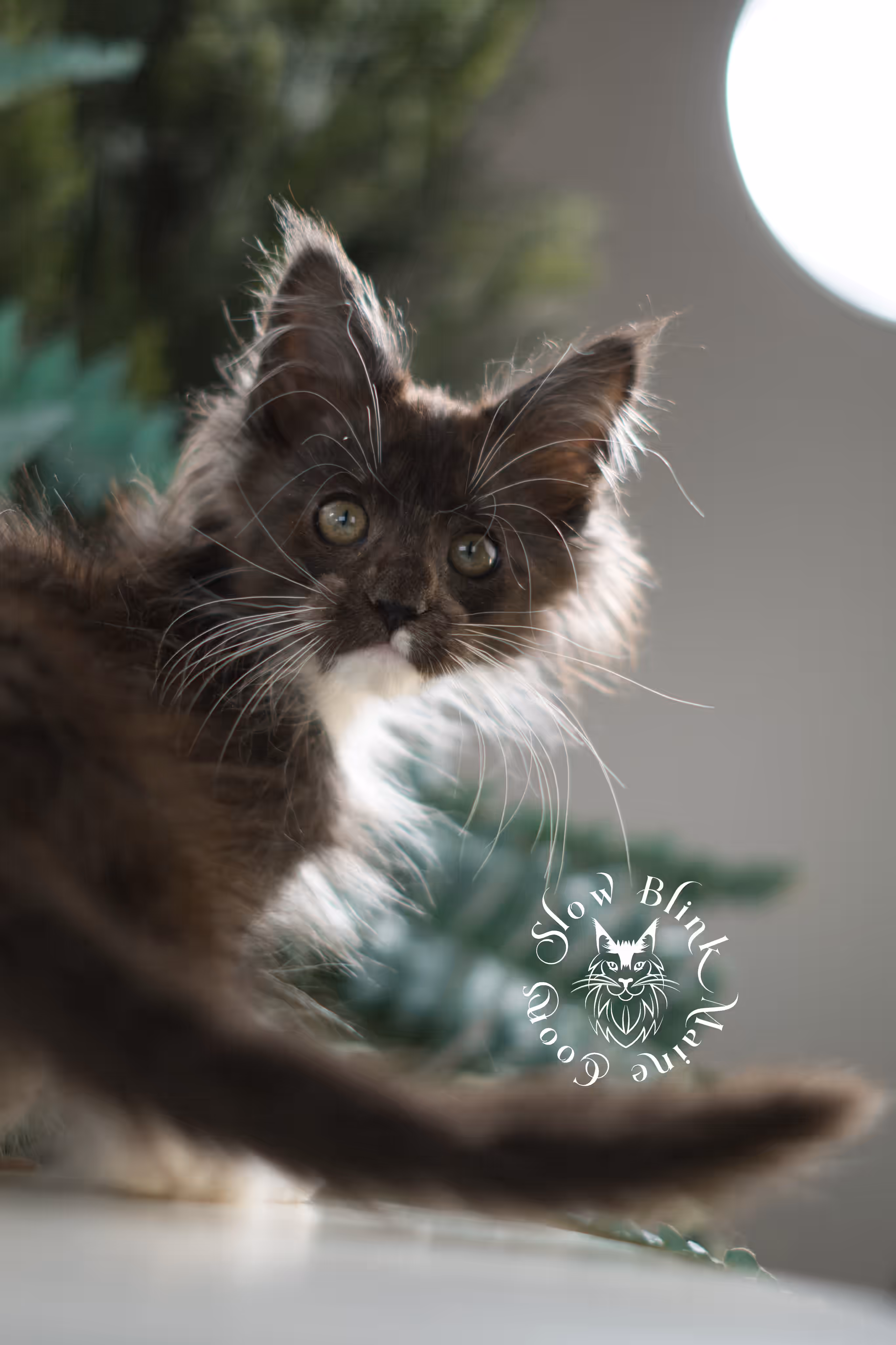 black smoke bicolor | maine coon kitten | female | ems code mcp ns 03 | taken feb 25 2025 | age 8 weeks old | poly Bicolor Maine Coon Kittens > black smoke bicolor | maine coon kitten | female | ems code mcp ns 03 | taken feb 25 2025 | age 8 weeks old | poly | idx 08
