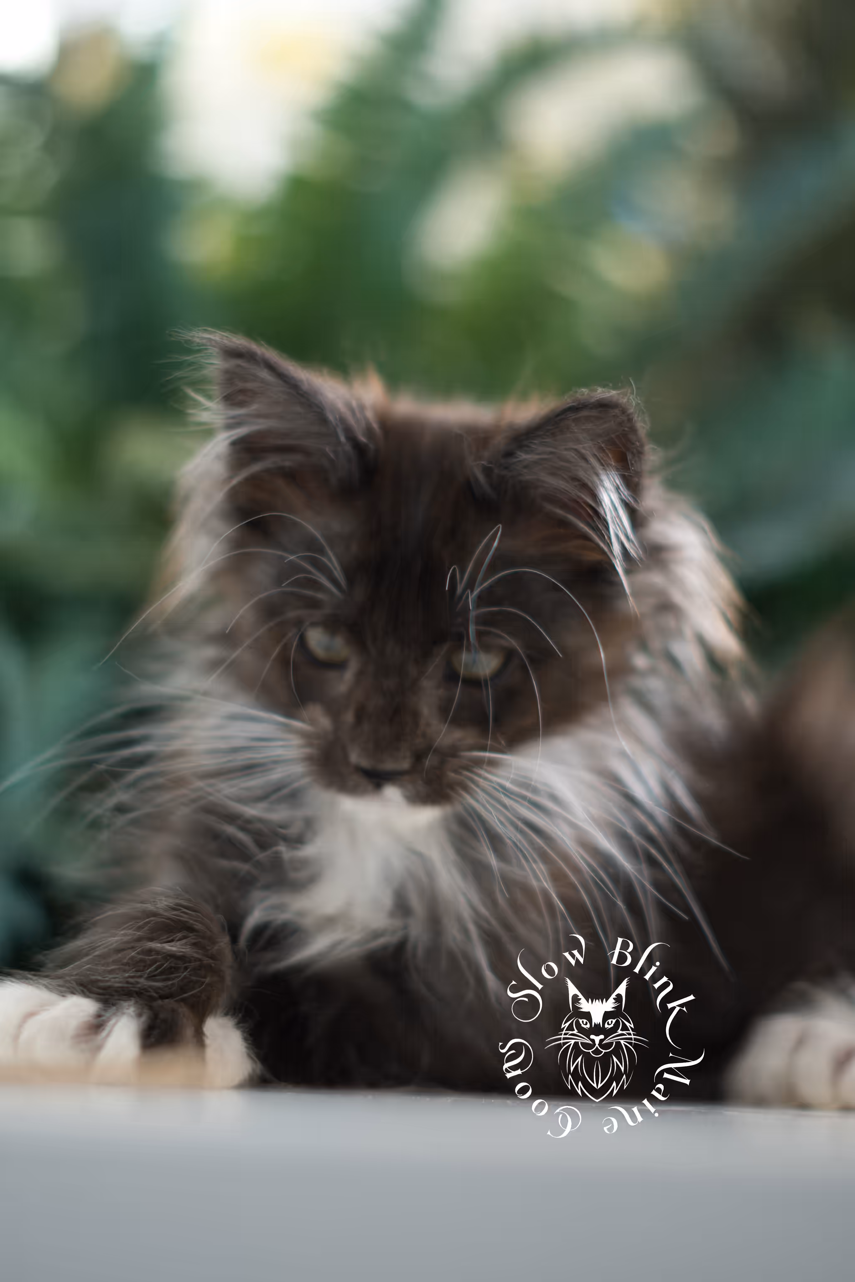 black smoke bicolor | maine coon kitten | female | ems code mcp ns 03 | taken feb 25 2025 | age 8 weeks old | poly Bicolor Maine Coon Kittens > black smoke bicolor | maine coon kitten | female | ems code mcp ns 03 | taken feb 25 2025 | age 8 weeks old | poly | idx 09