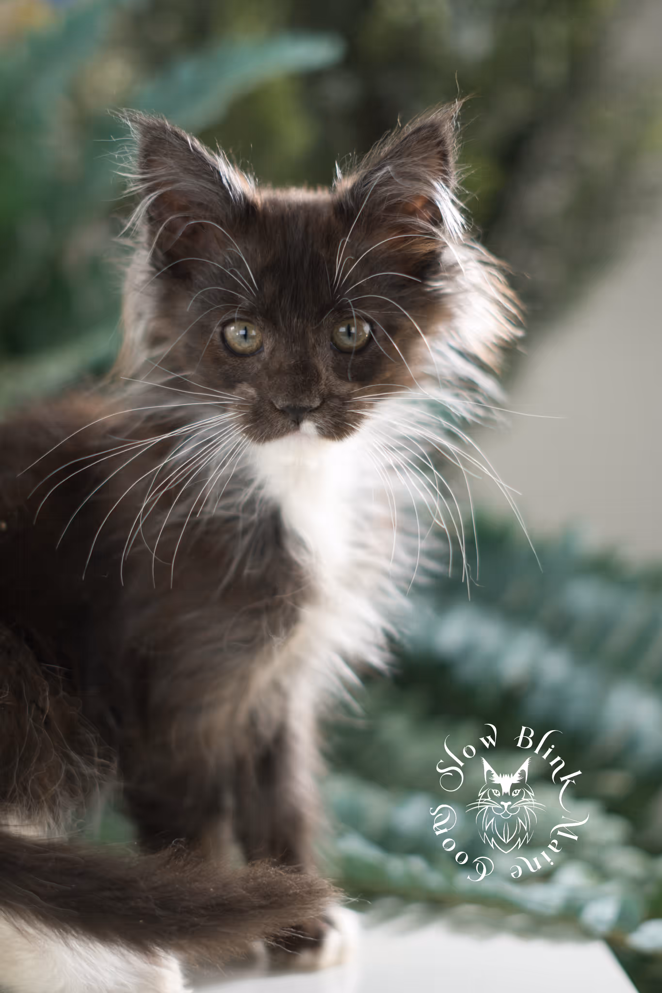 black smoke bicolor | maine coon kitten | female | ems code mcp ns 03 | taken feb 25 2025 | age 8 weeks old | poly Bicolor Maine Coon Kittens > black smoke bicolor | maine coon kitten | female | ems code mcp ns 03 | taken feb 25 2025 | age 8 weeks old | poly | idx 11